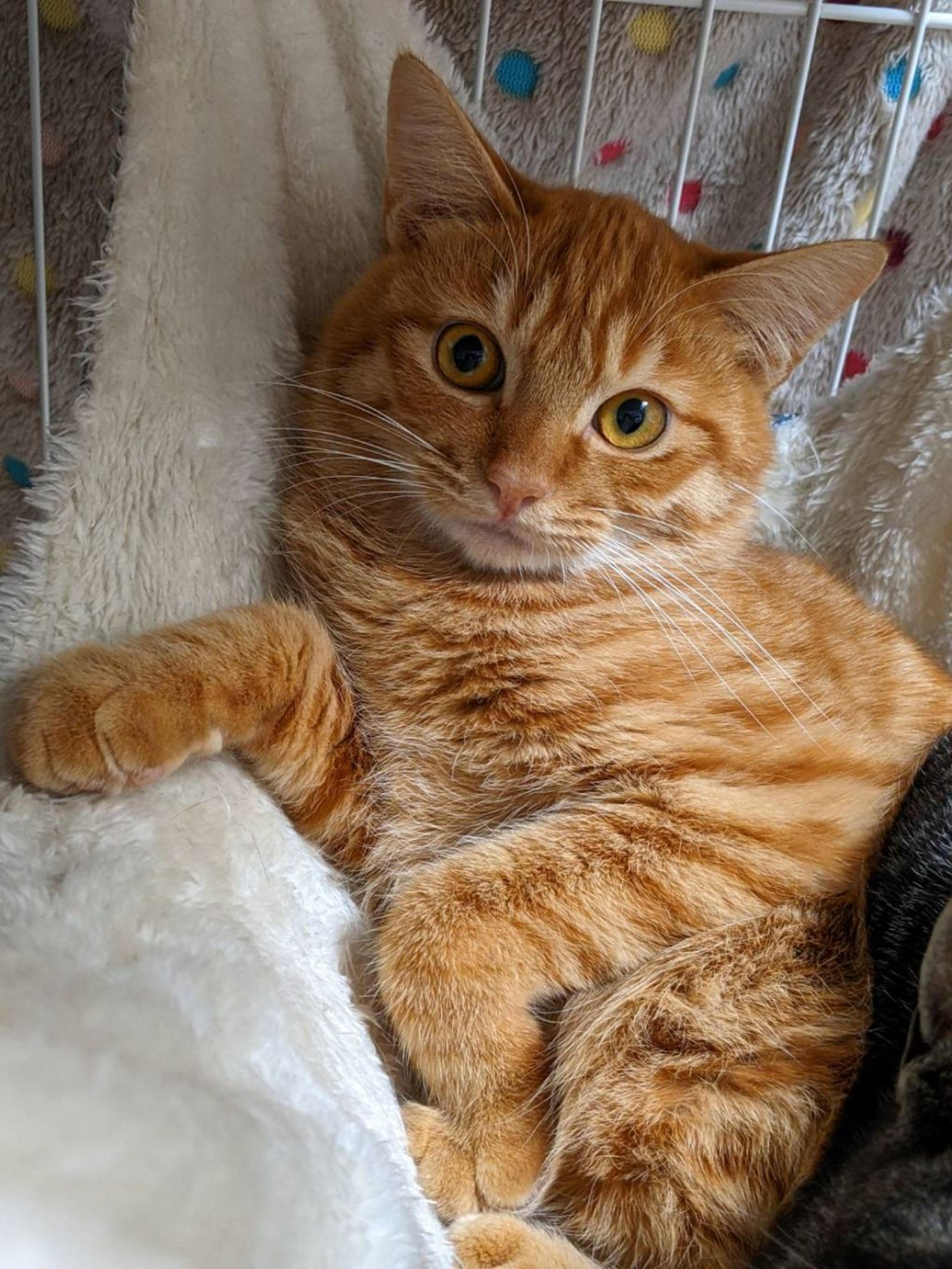 pet-image-2