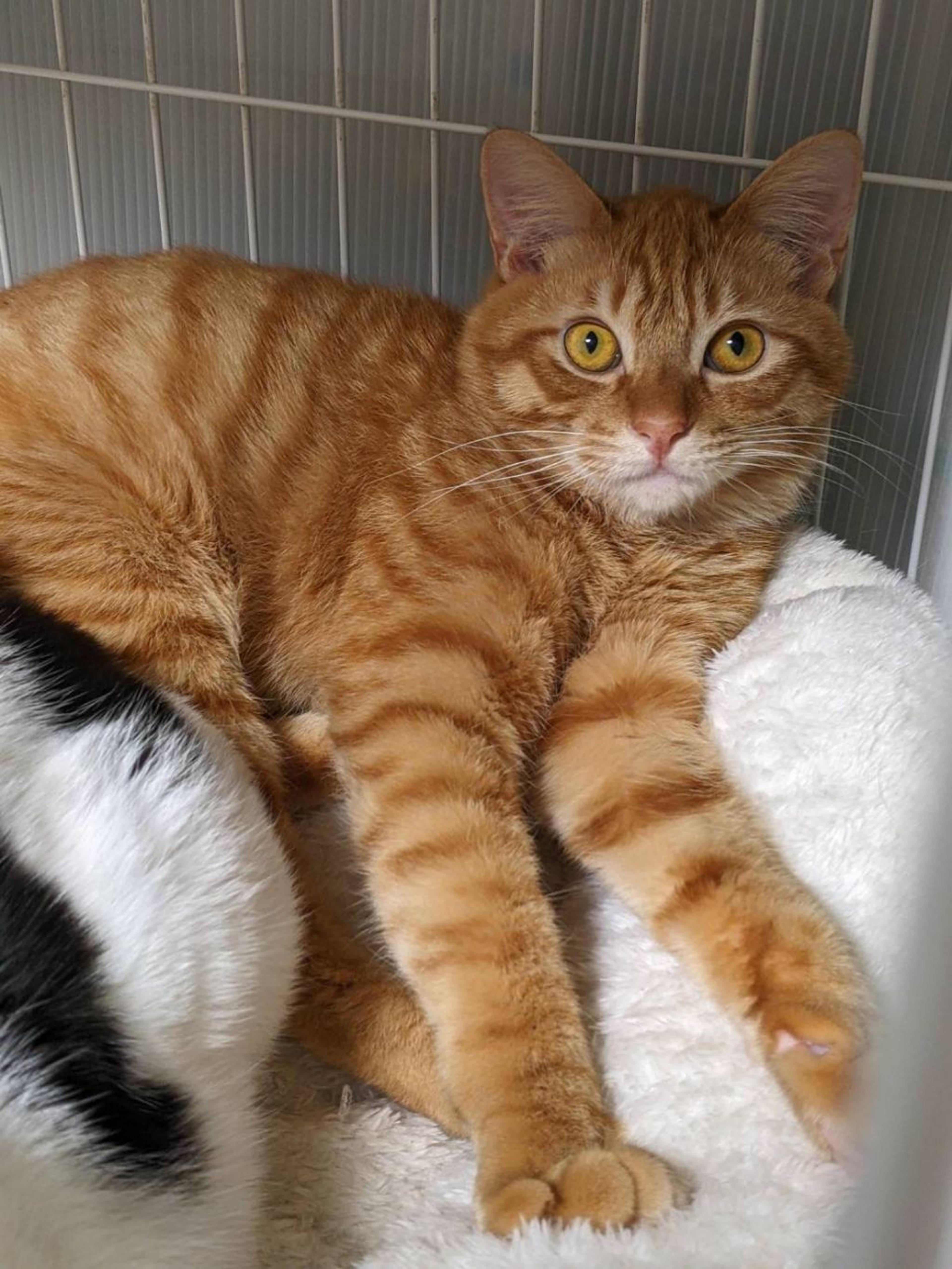 pet-image-5
