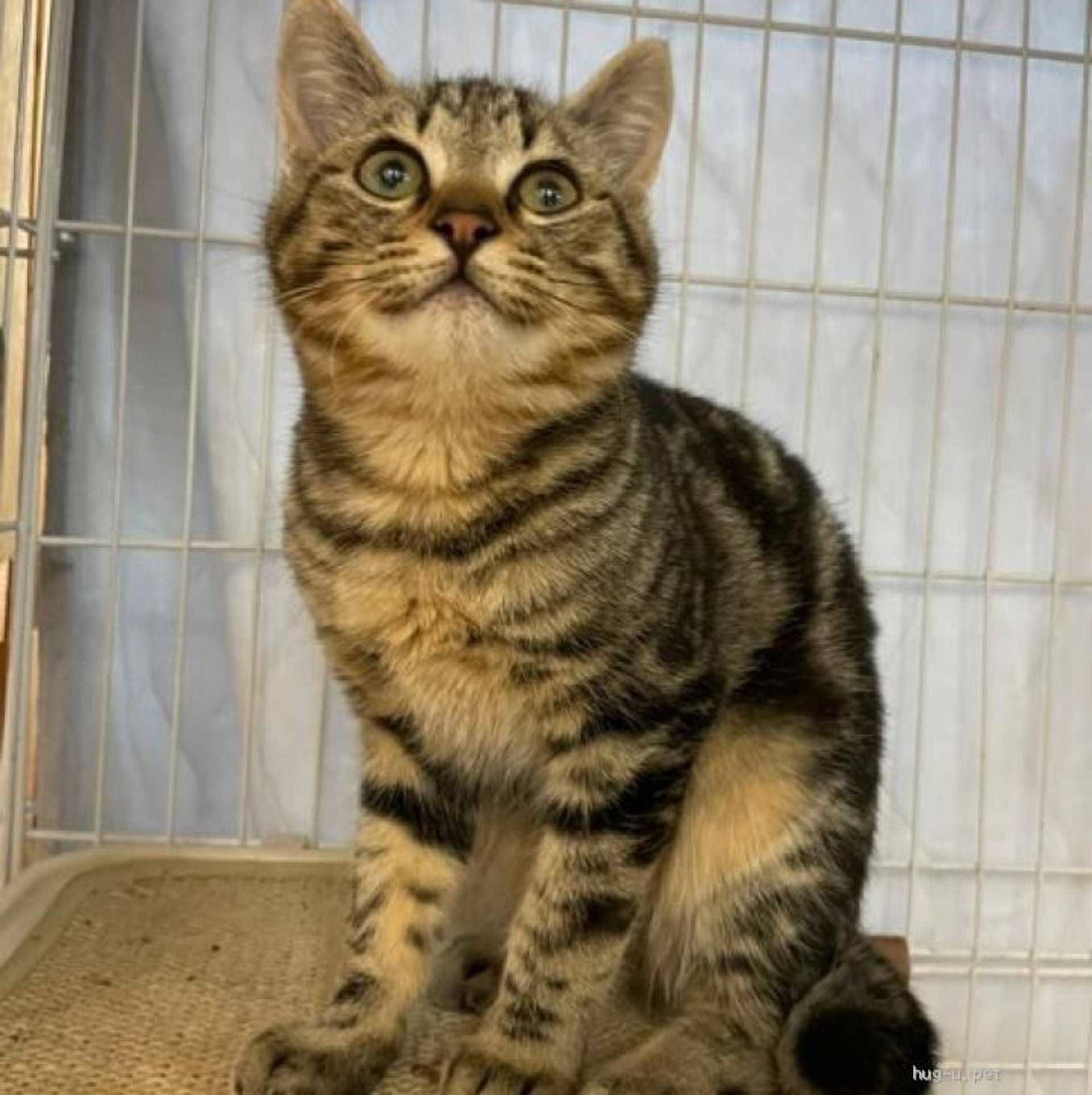 雑種（ミックス猫）・オスの里親募集の写真
