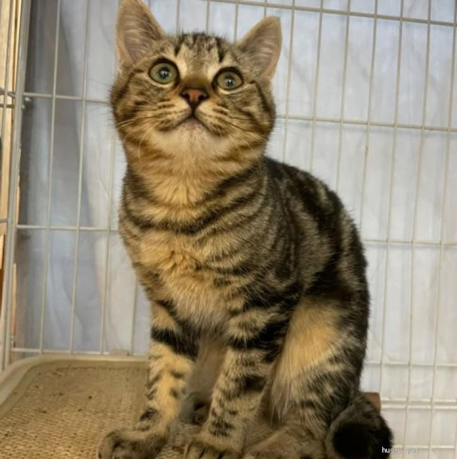 雑種（ミックス猫）・オスの里親募集の写真