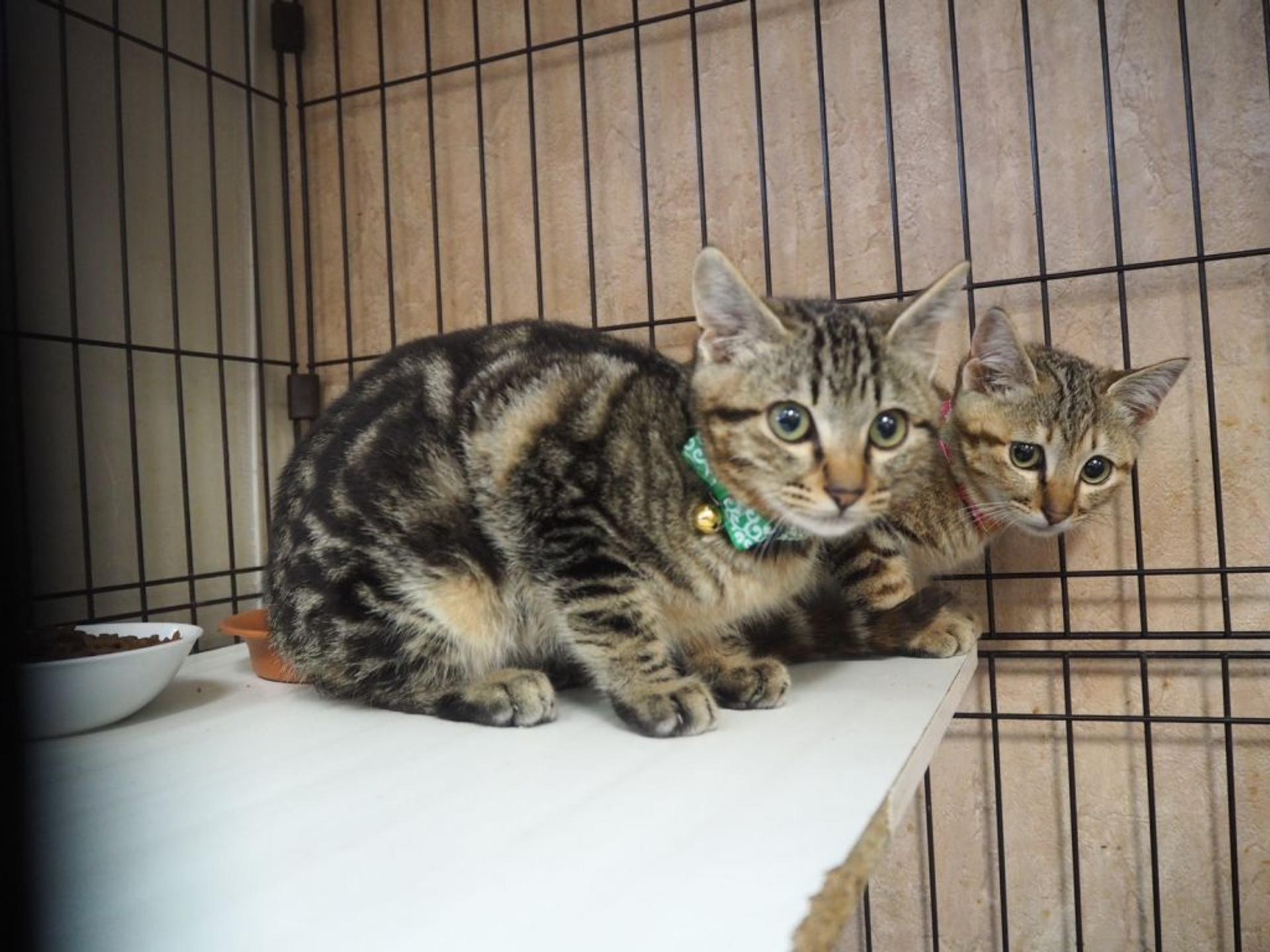 pet-image-2