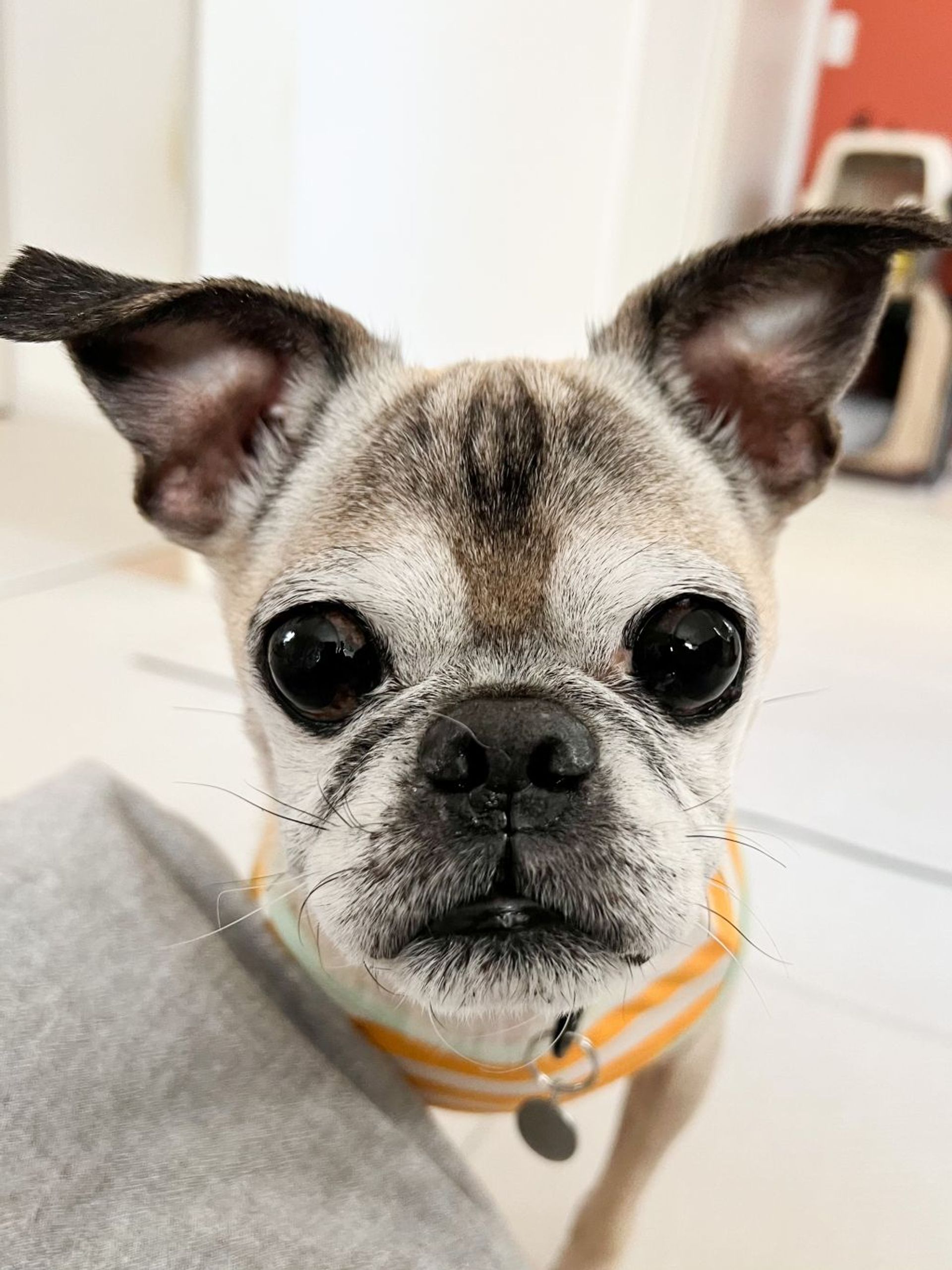 雑種（ミックス犬）・オスの里親募集の写真