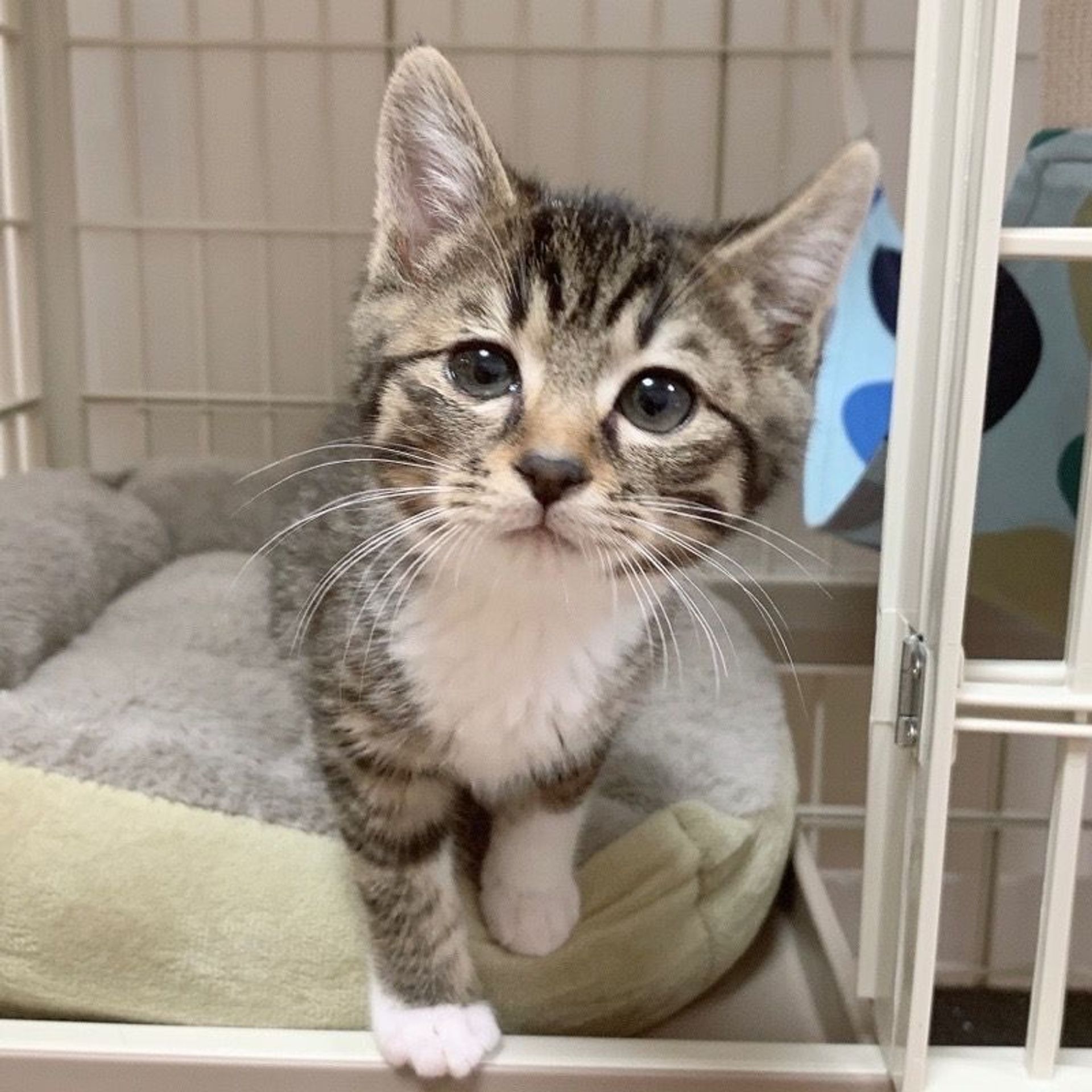雑種（ミックス猫）・オスの里親募集の写真