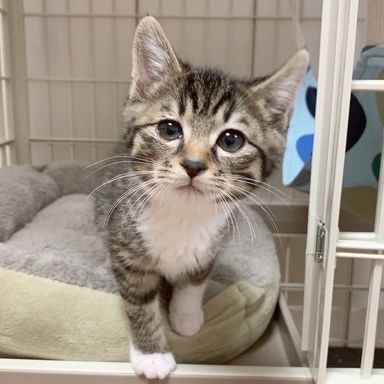 うずらくん★2月5日(日)高田馬場で会えますの写真