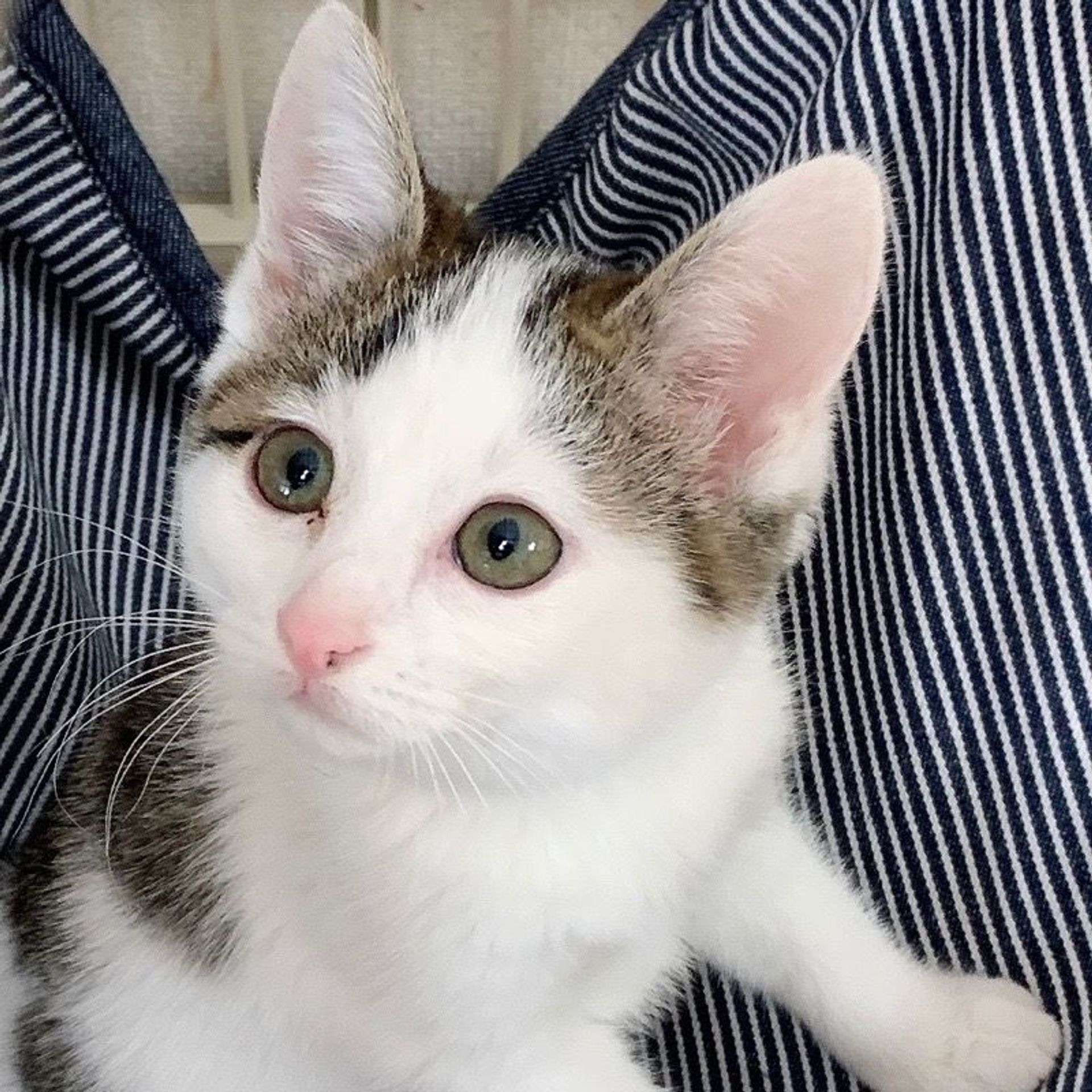 雑種（ミックス猫）・メスの里親募集の写真