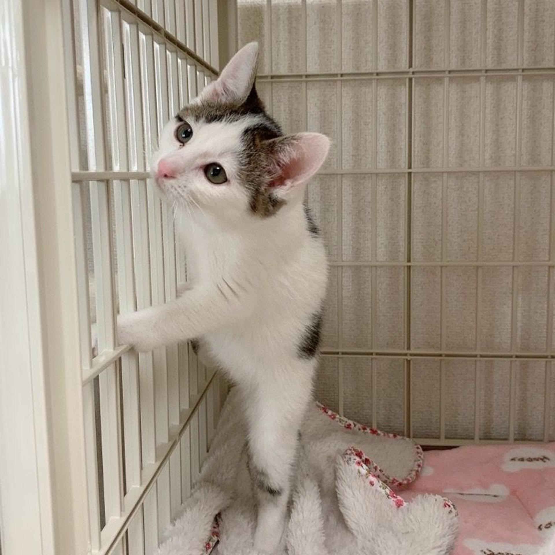 pet-image-5