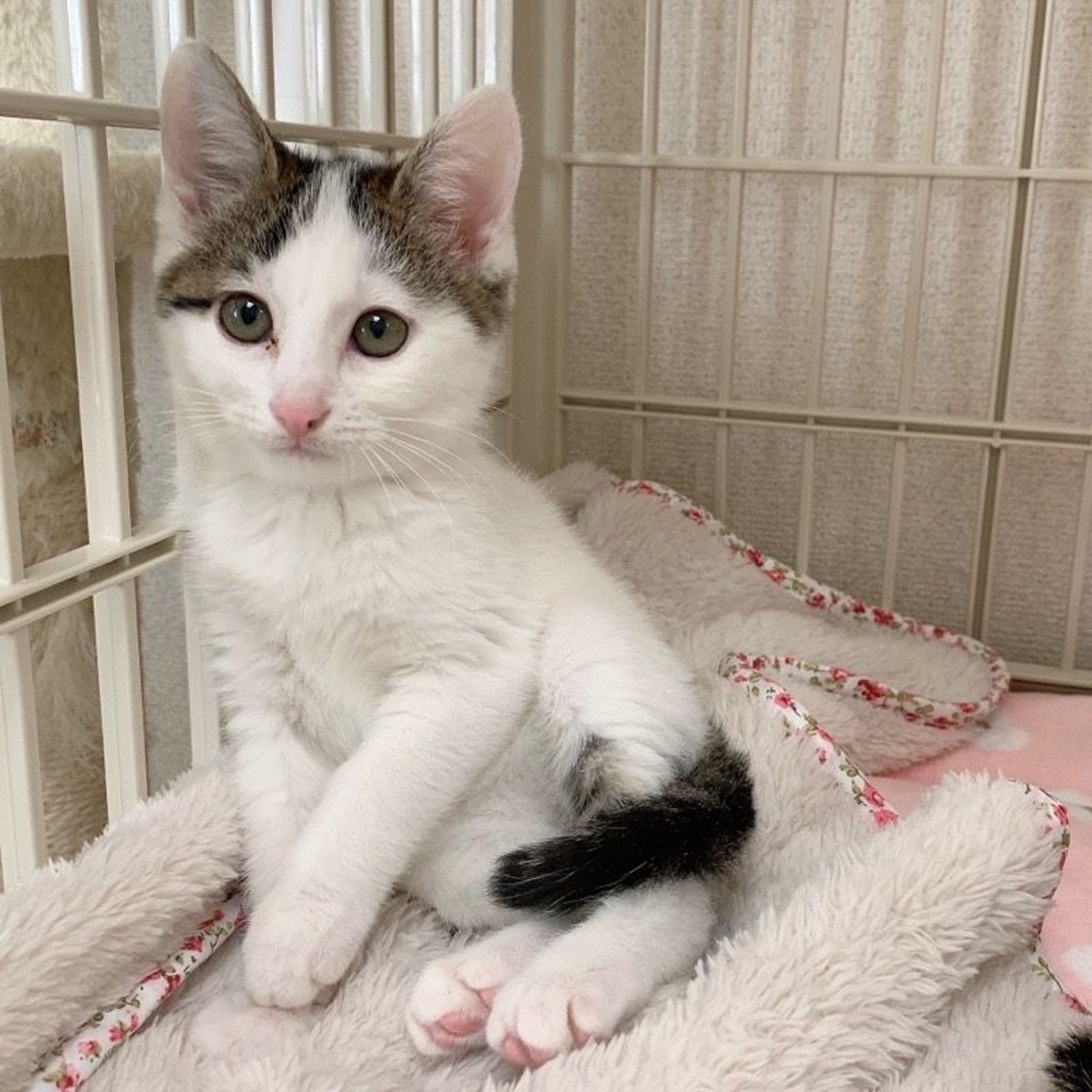 pet-image-8