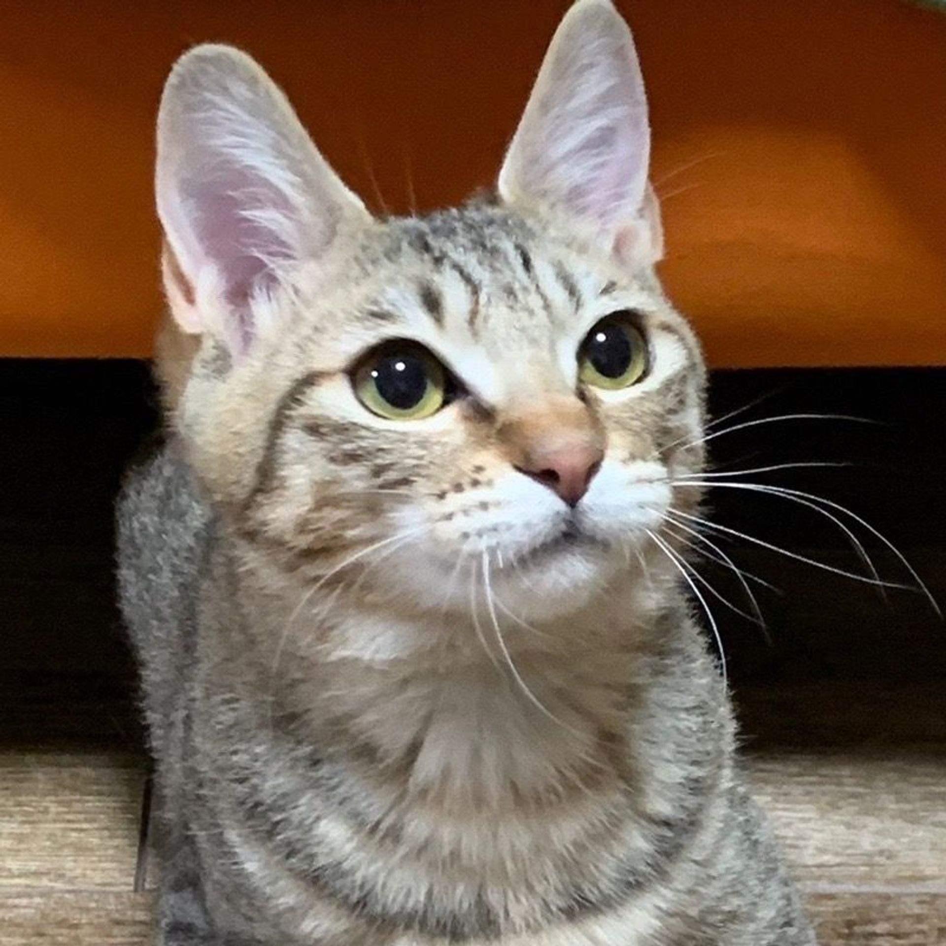 雑種（ミックス猫）・メスの里親募集の写真