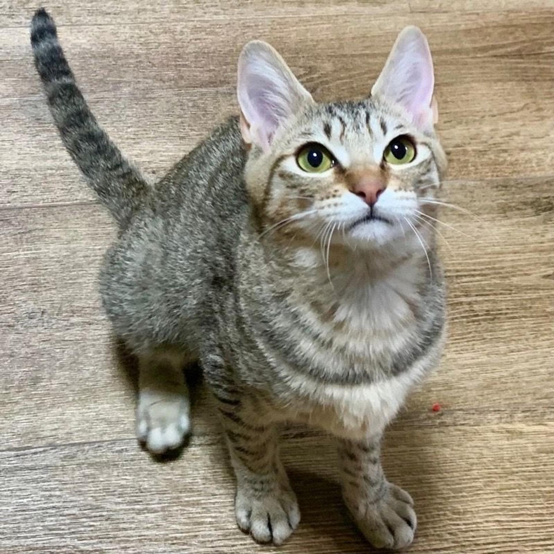 pet-image-3