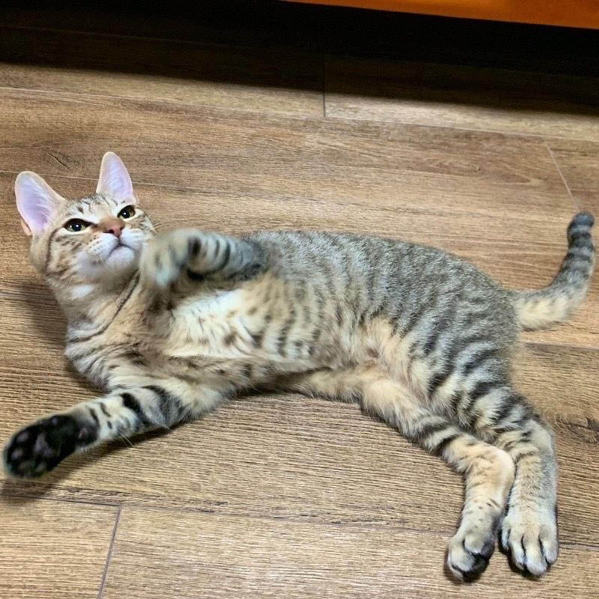 pet-image-4