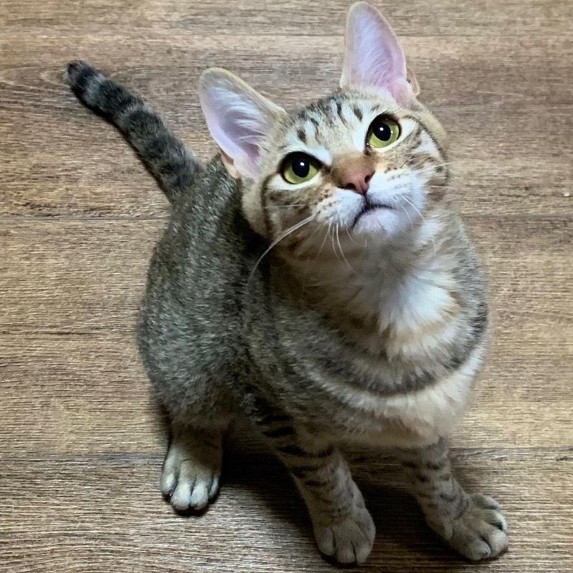 pet-image-5