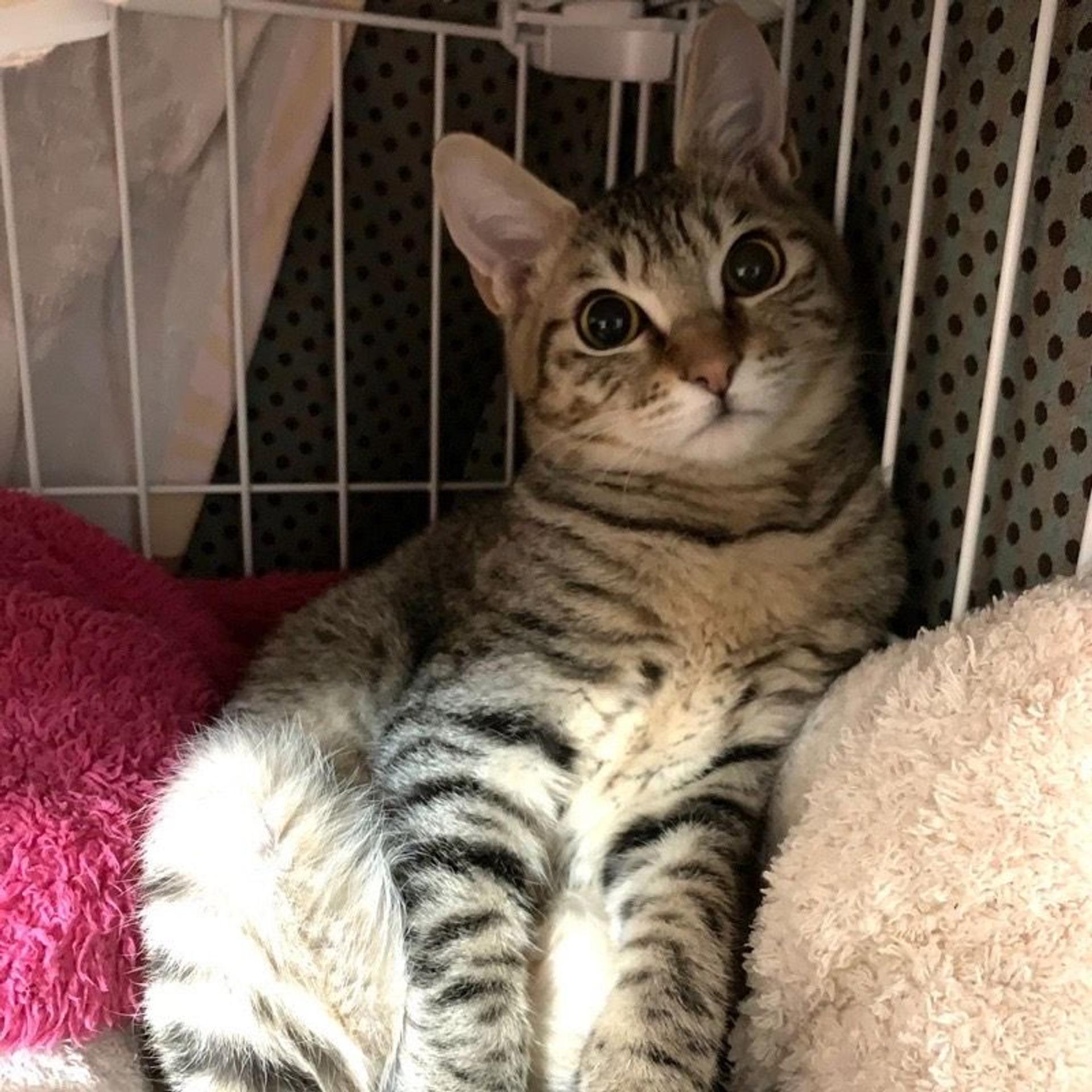 pet-image-7