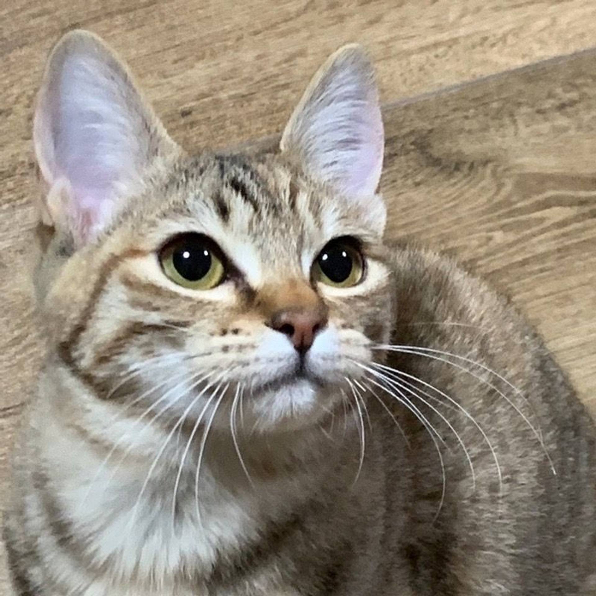 雑種（ミックス猫）・メスの里親募集の写真