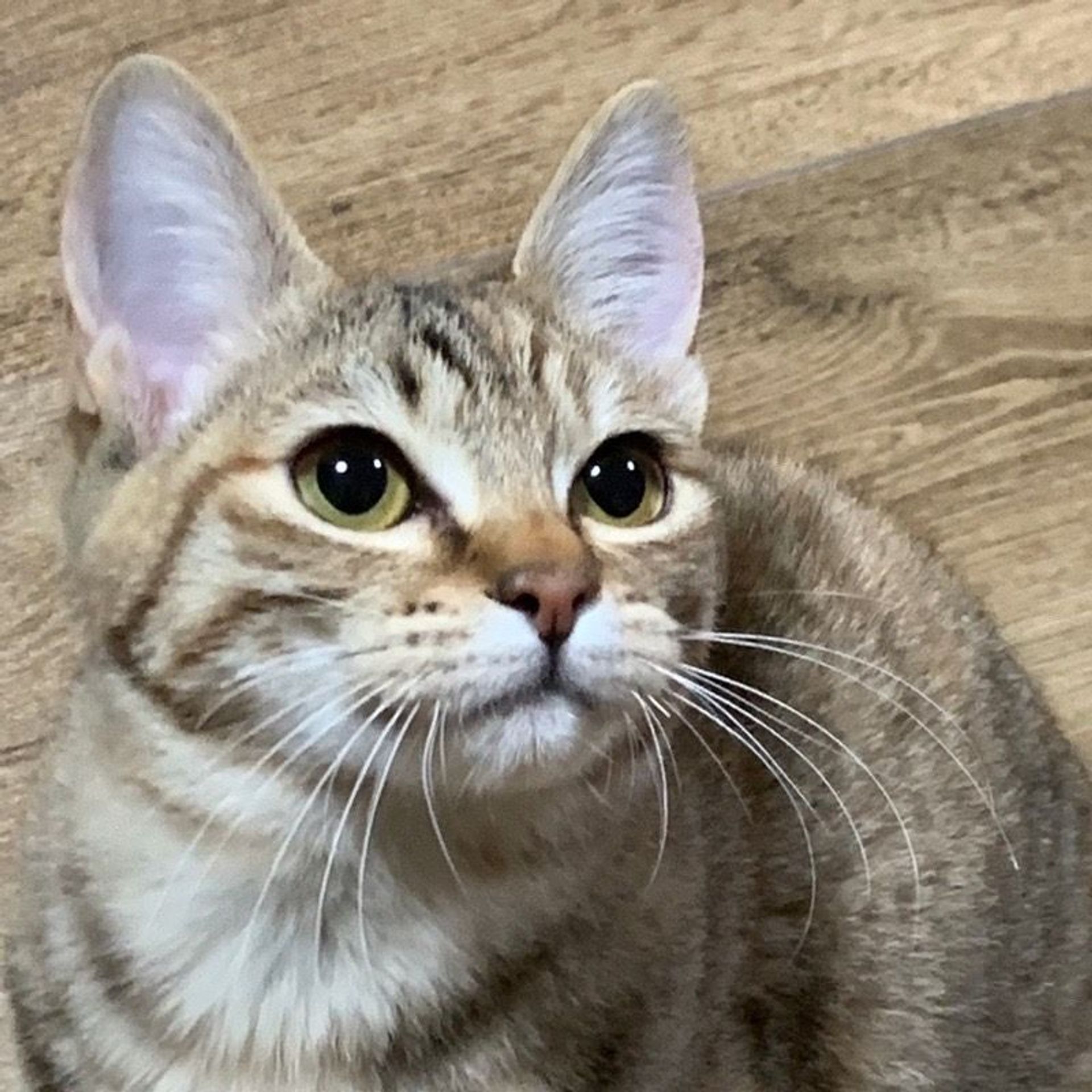 雑種（ミックス猫）・メスの里親募集の写真
