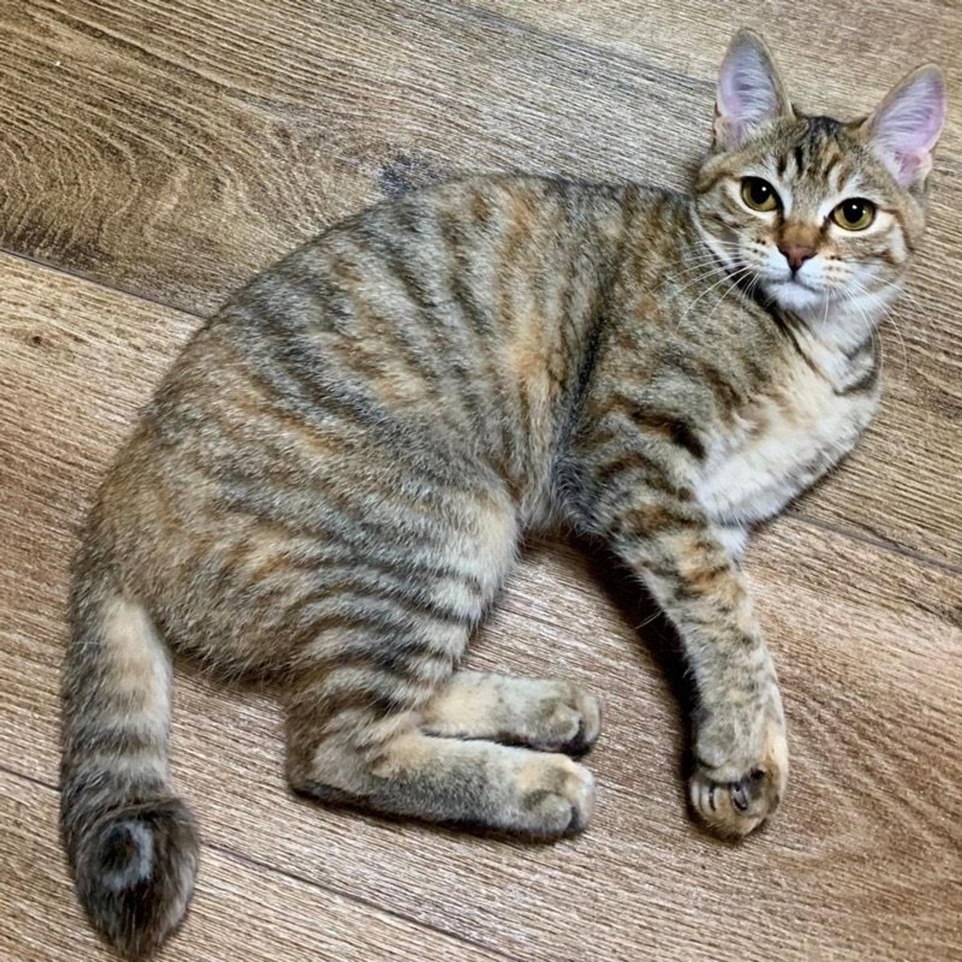 pet-image-2