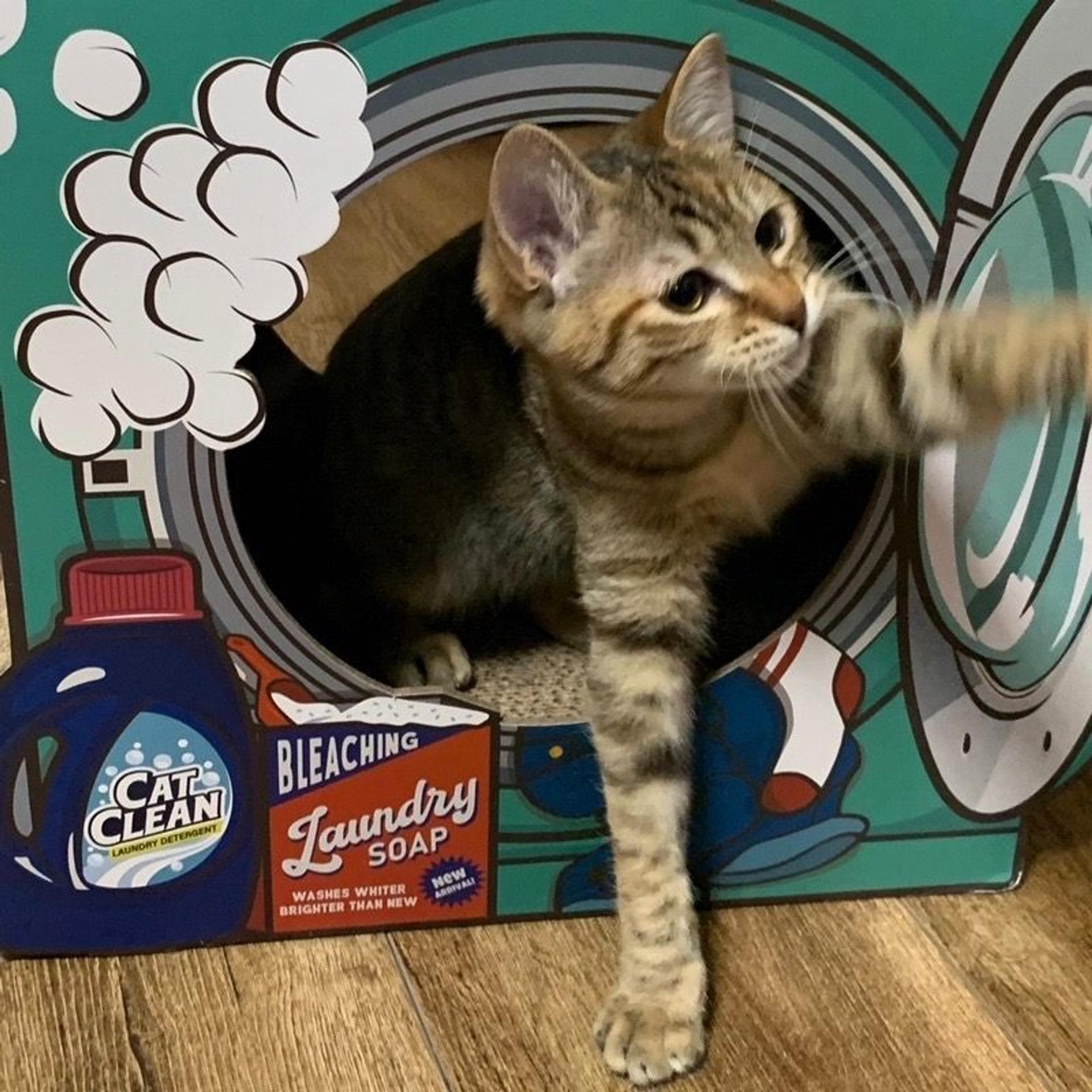 pet-image-7