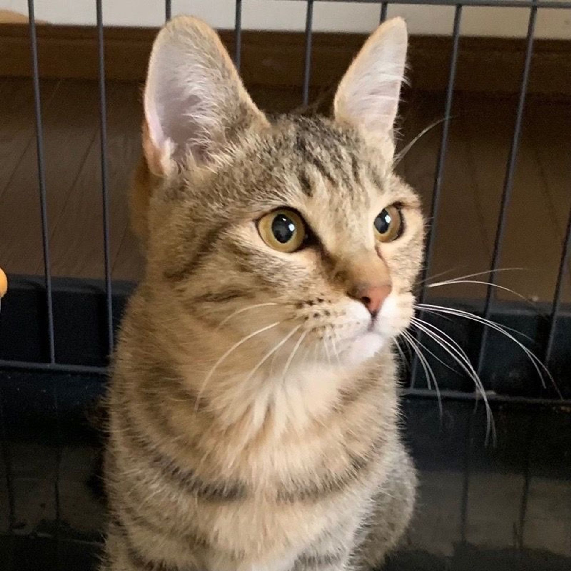 雑種（ミックス猫）・メスの里親募集の写真