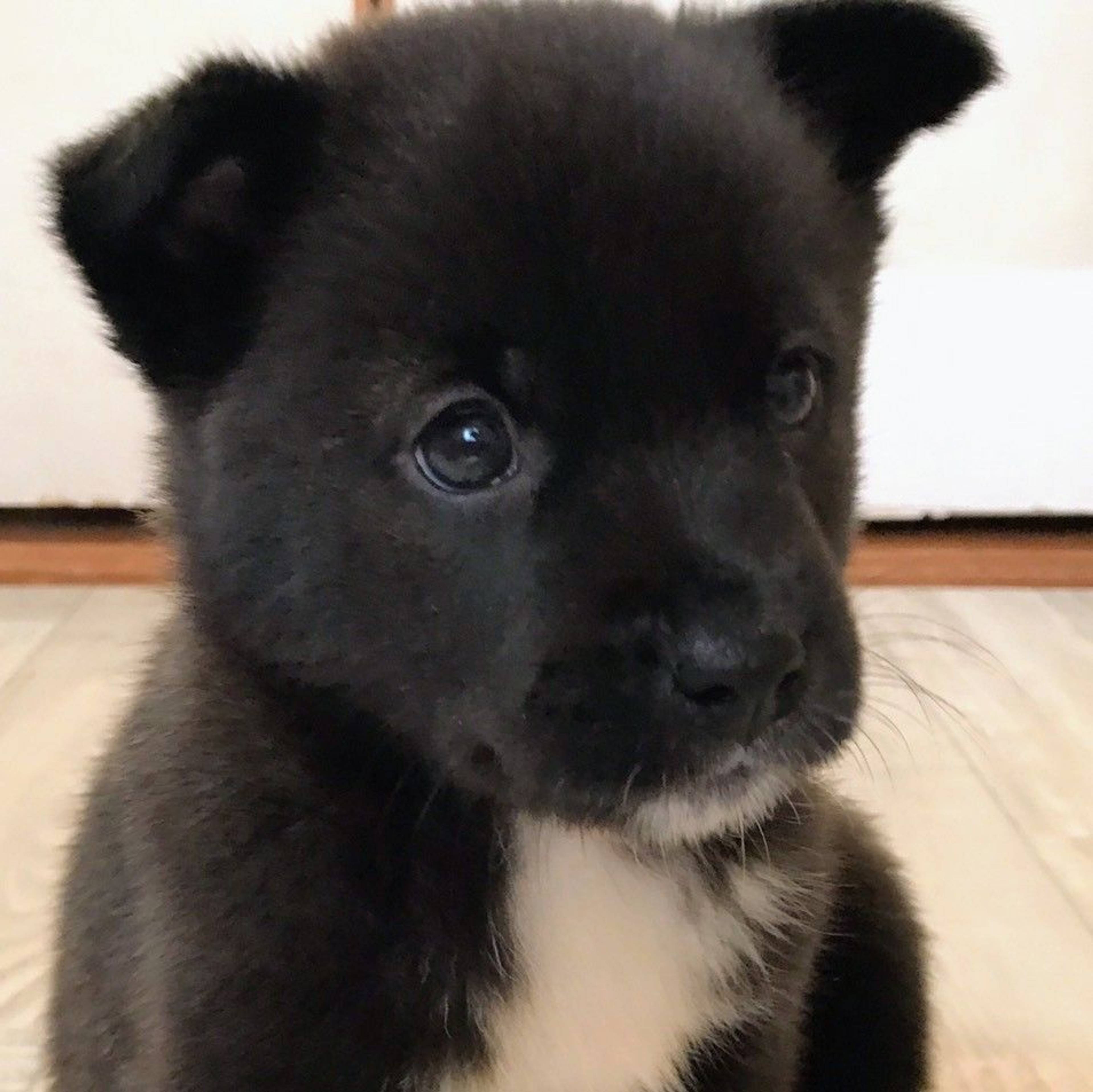 雑種（ミックス犬）・オスの里親募集の写真