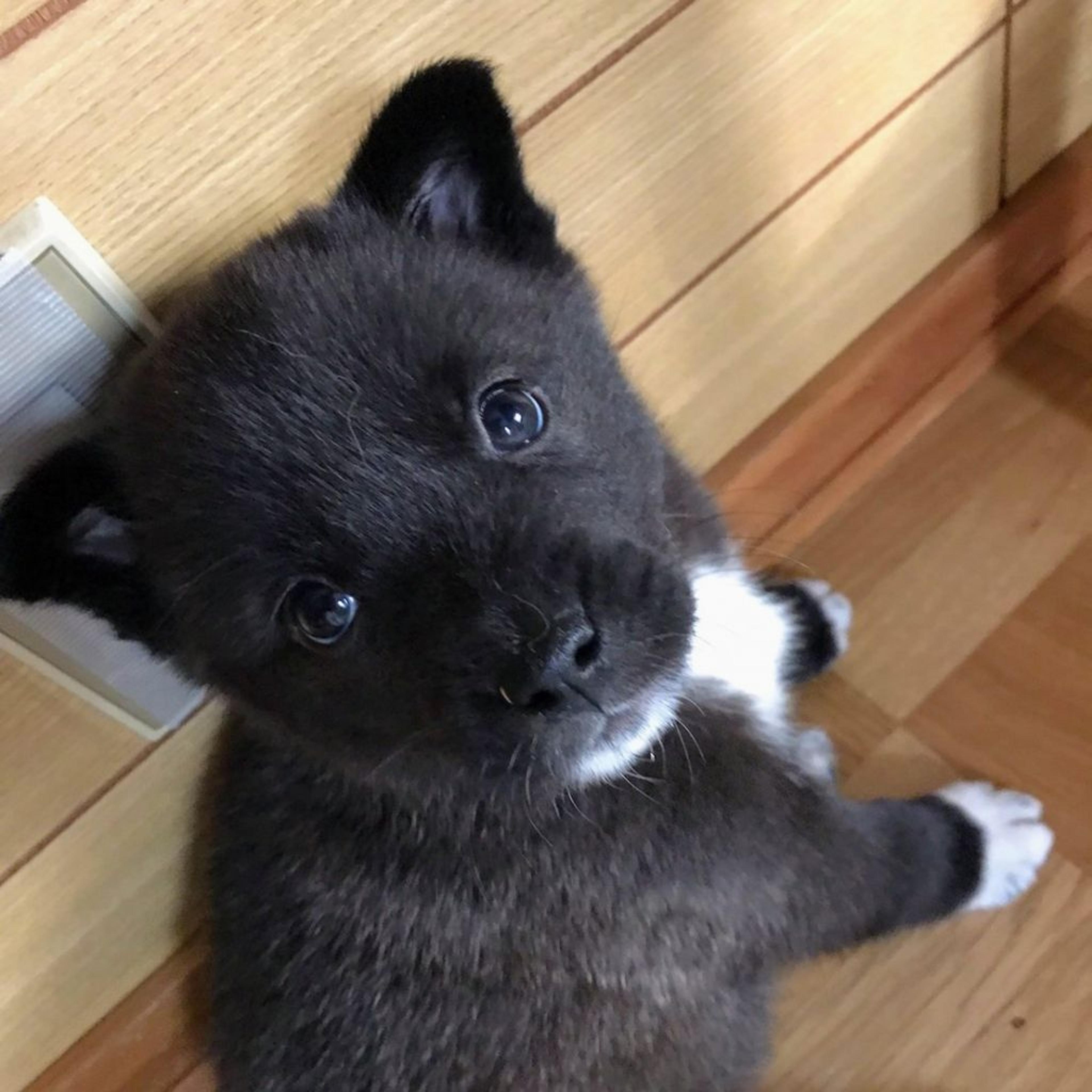 pet-image-2