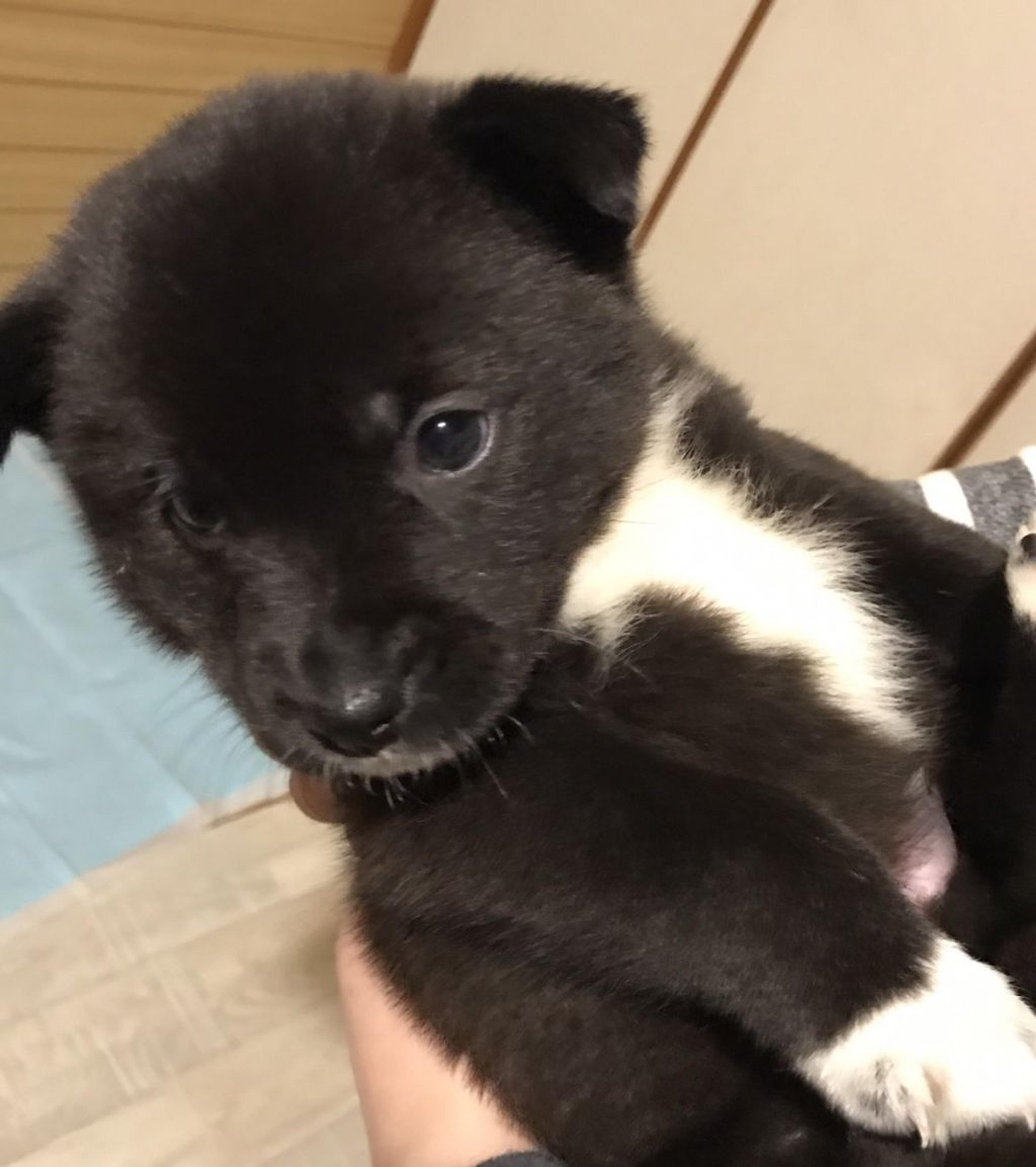 pet-image-3
