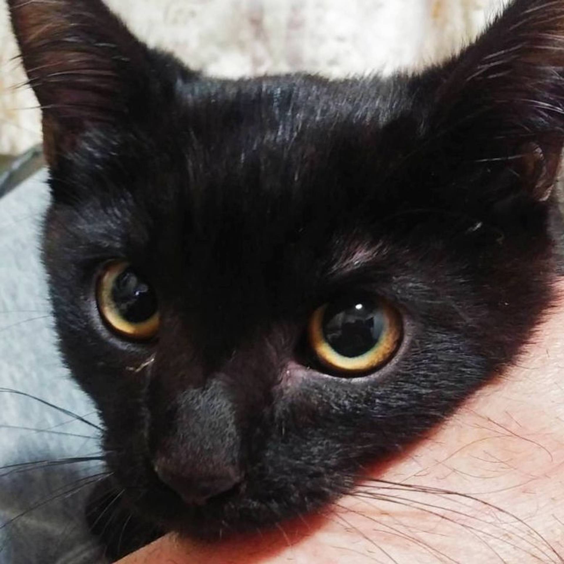 雑種（ミックス猫）・オスの里親募集の写真