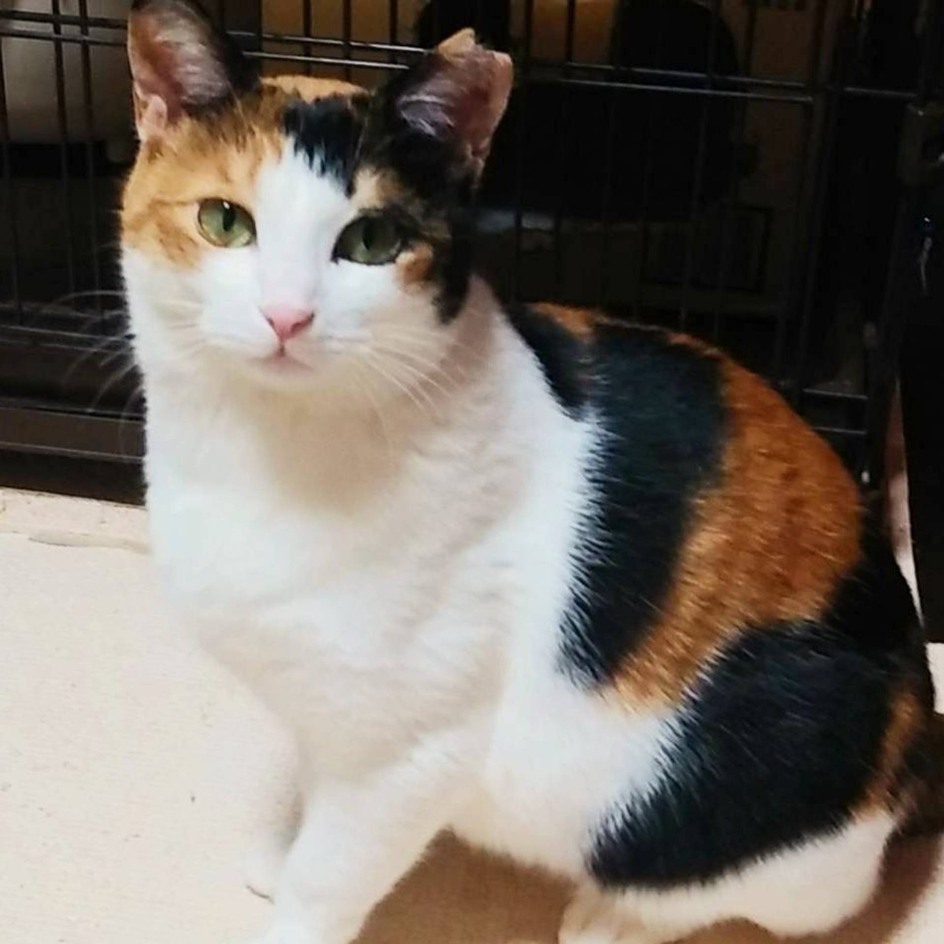 雑種（ミックス猫）・メスの里親募集の写真