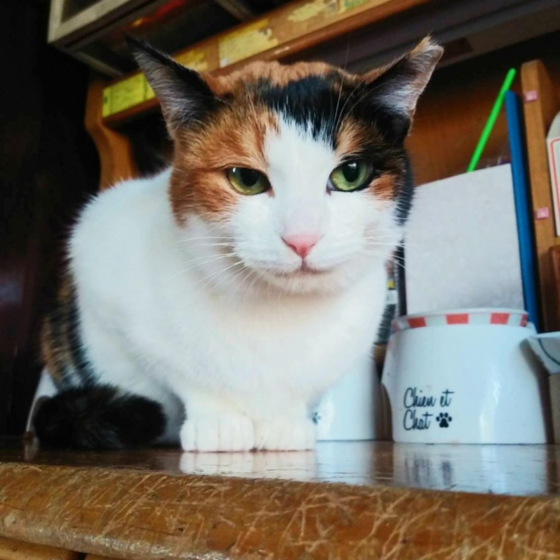 pet-image-4