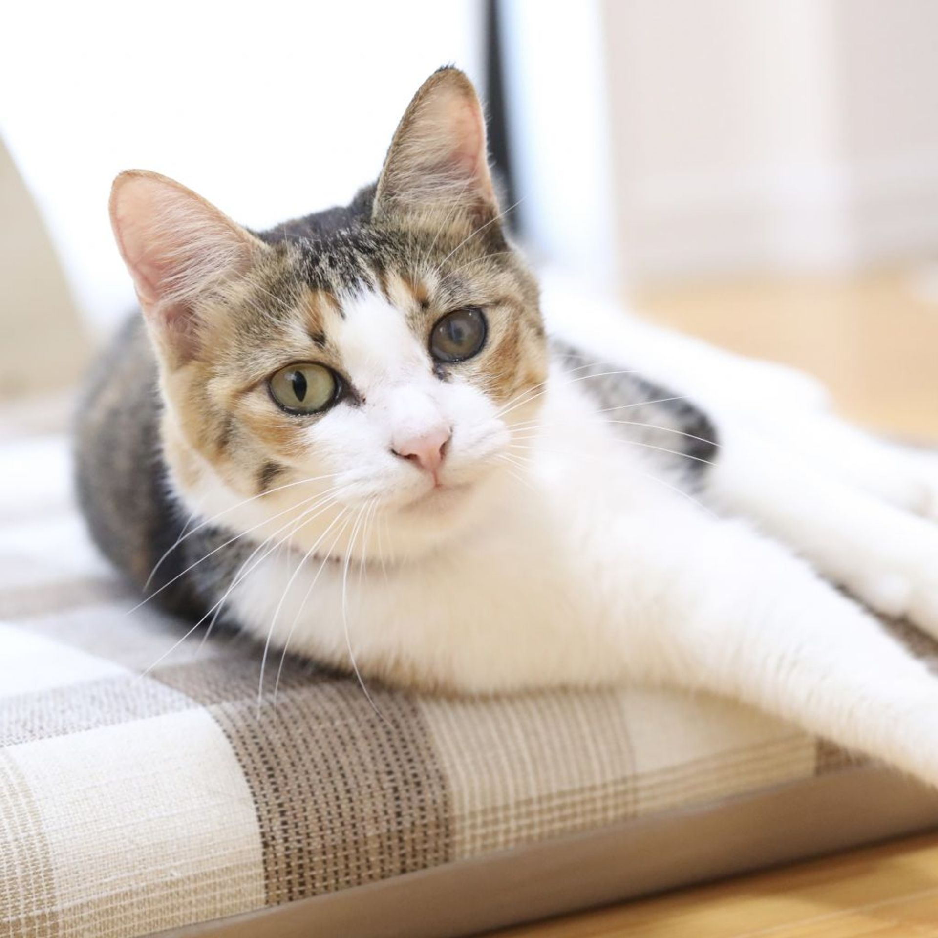 雑種（ミックス猫）・メスの里親募集の写真
