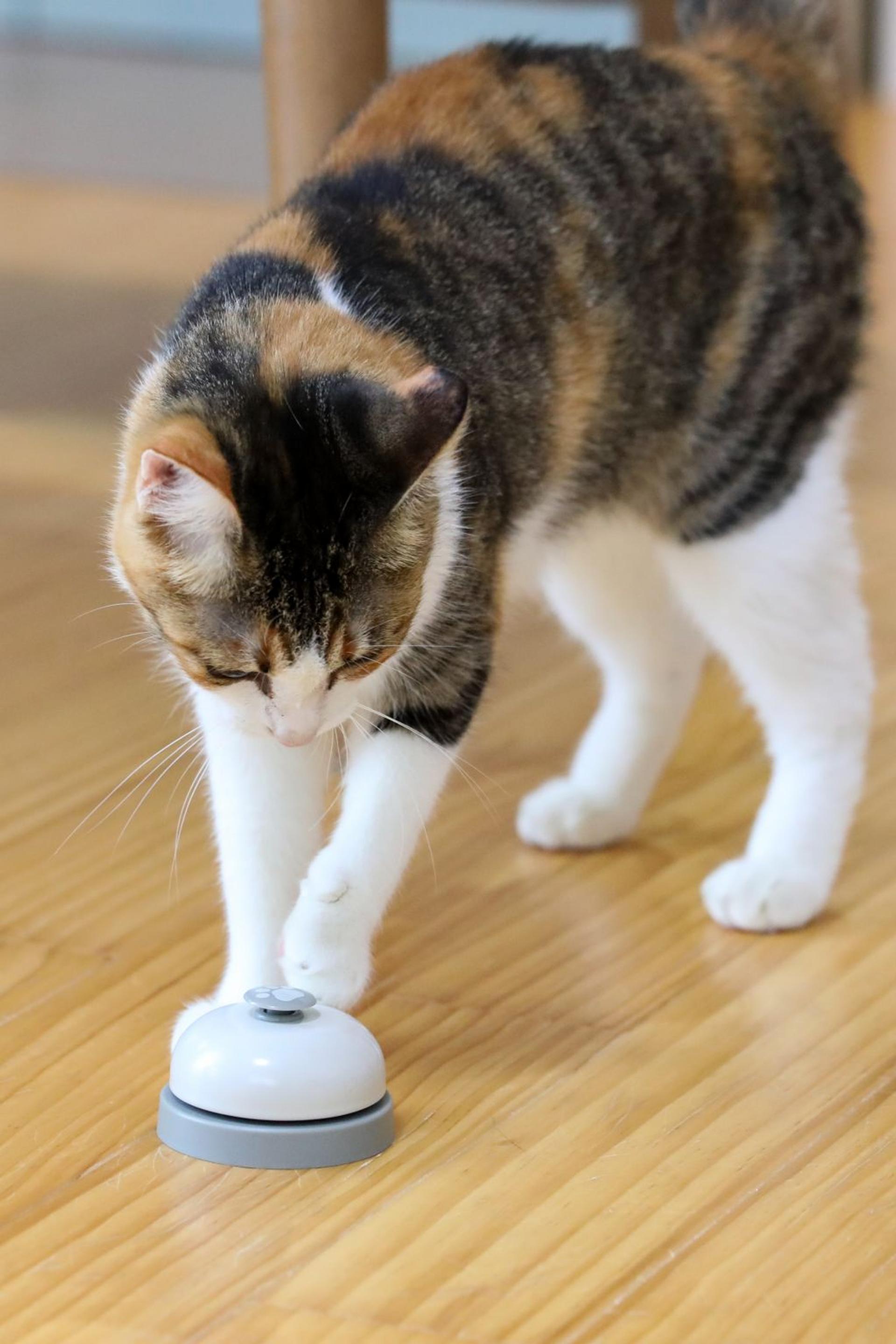 pet-image-5