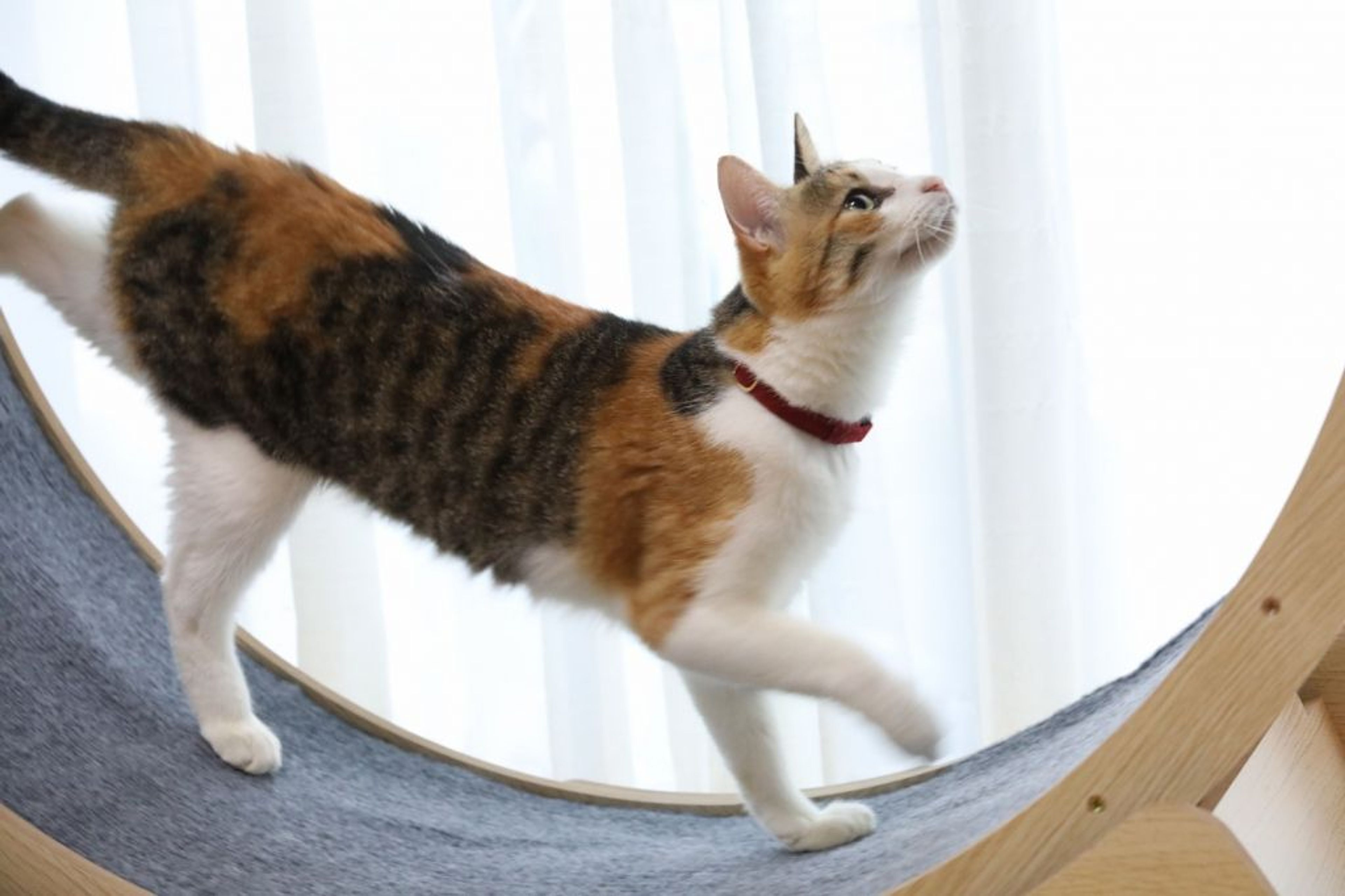 pet-image-6