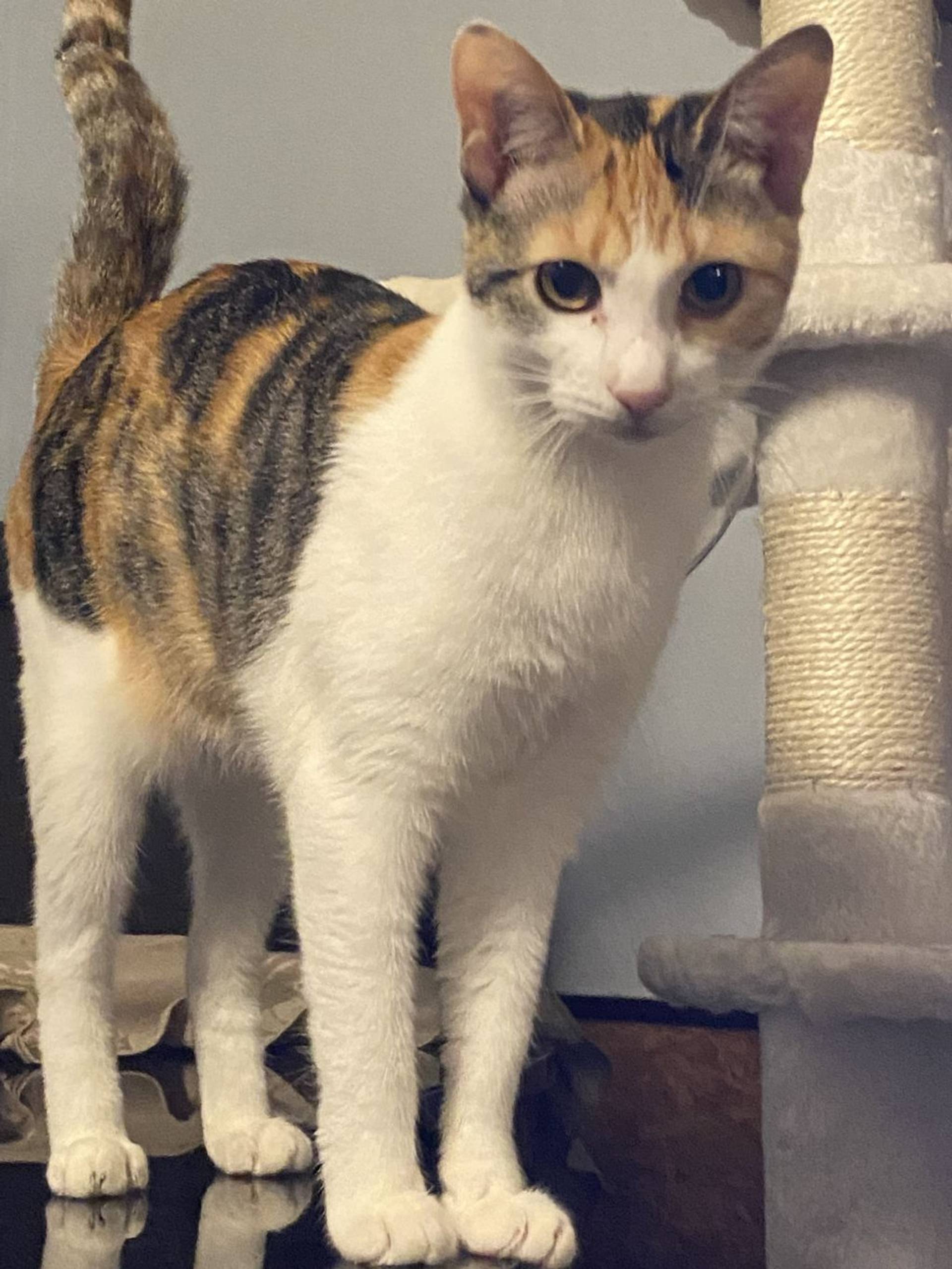 雑種（ミックス猫）・メスの里親募集の写真