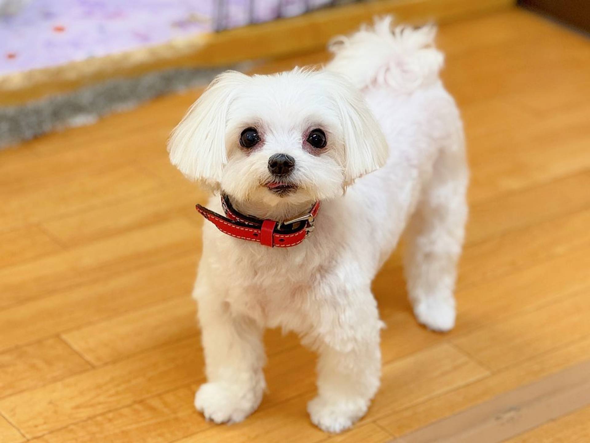 マルチーズ・メスの里親募集の写真