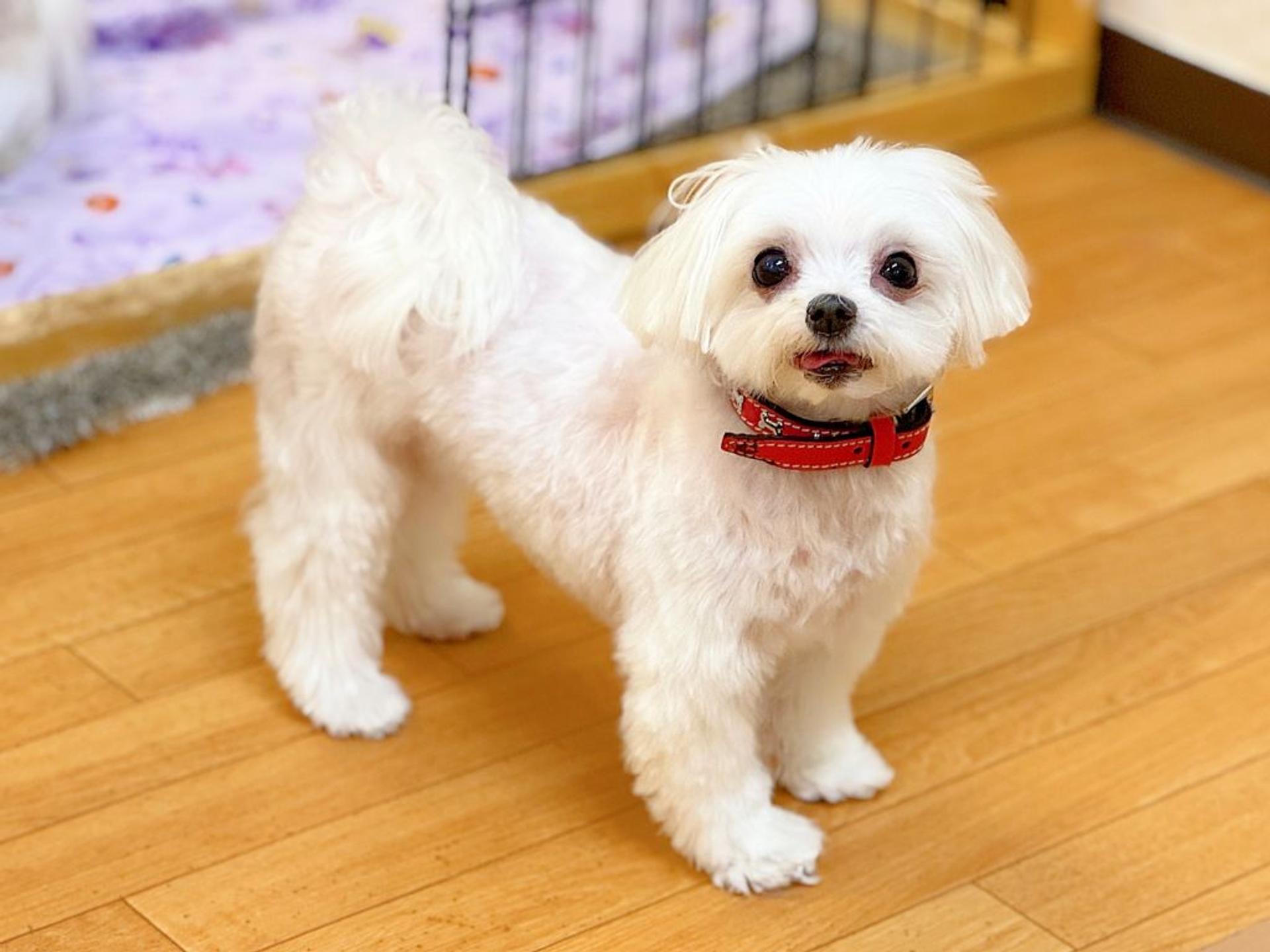 pet-image-2