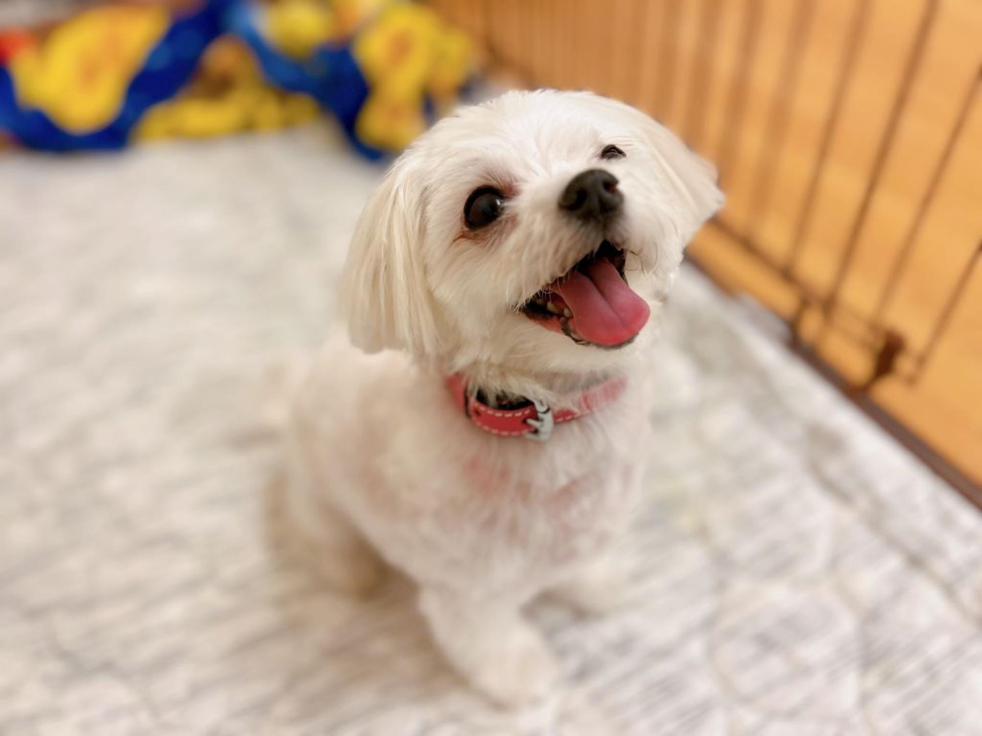 pet-image-5