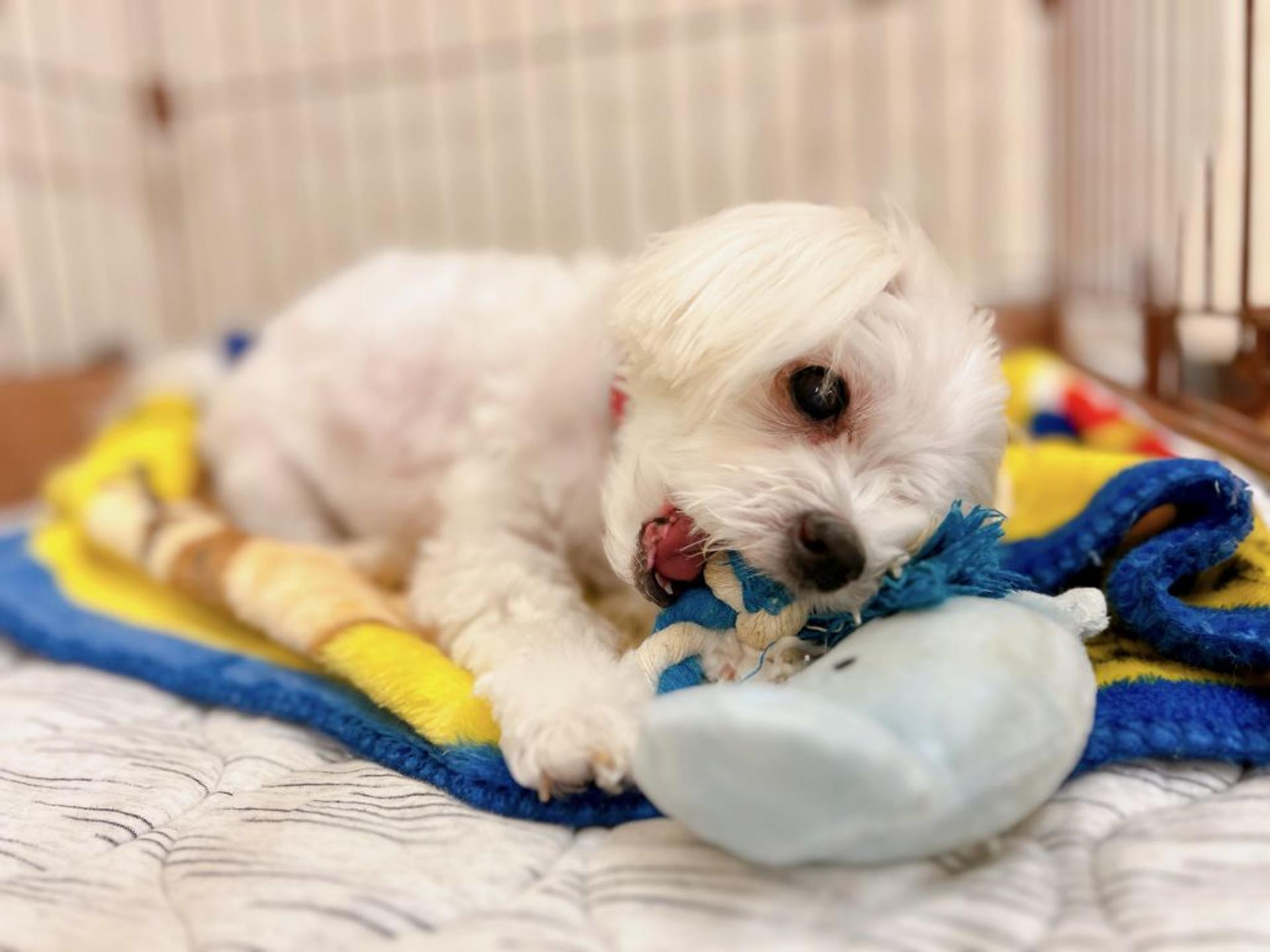 pet-image-6