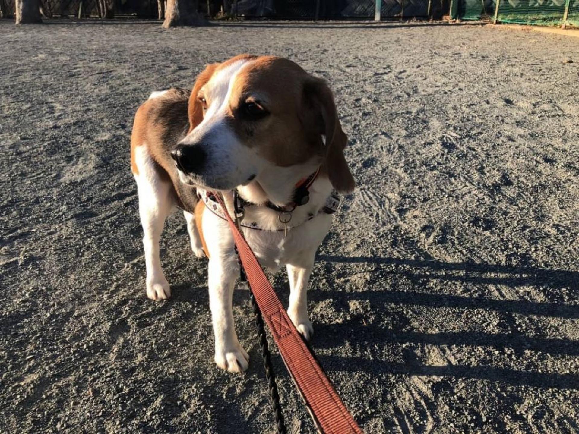 pet-image-3
