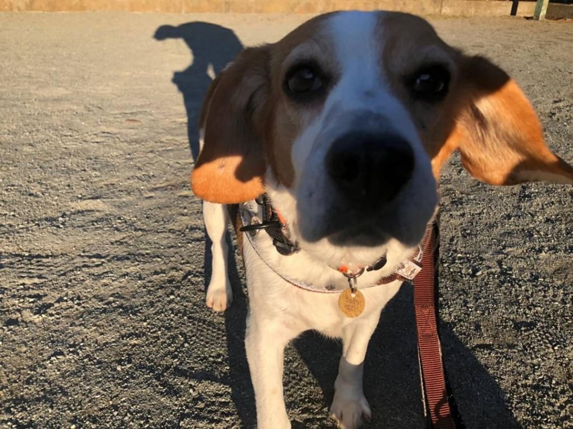pet-image-5