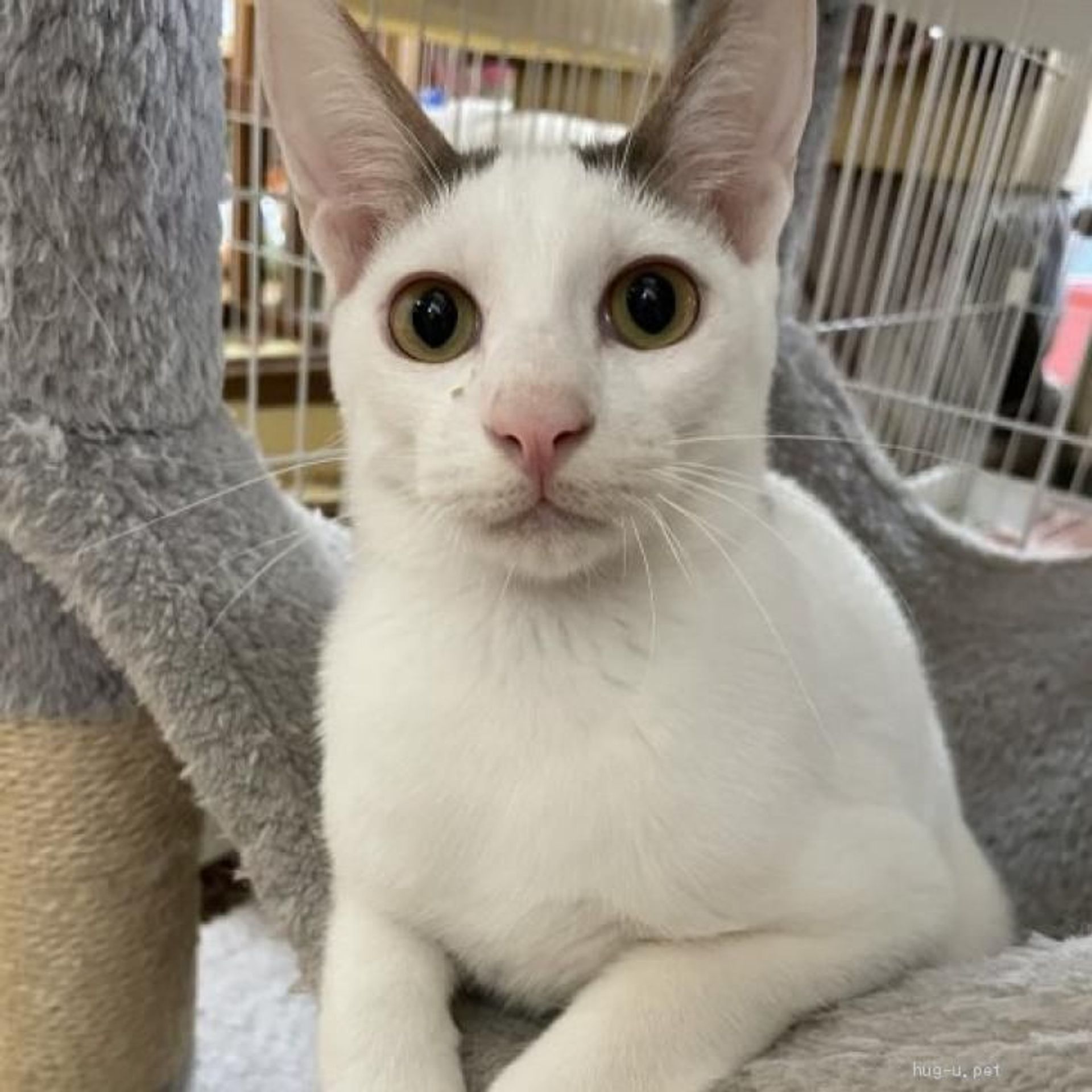 雑種（ミックス猫）・オスの里親募集の写真