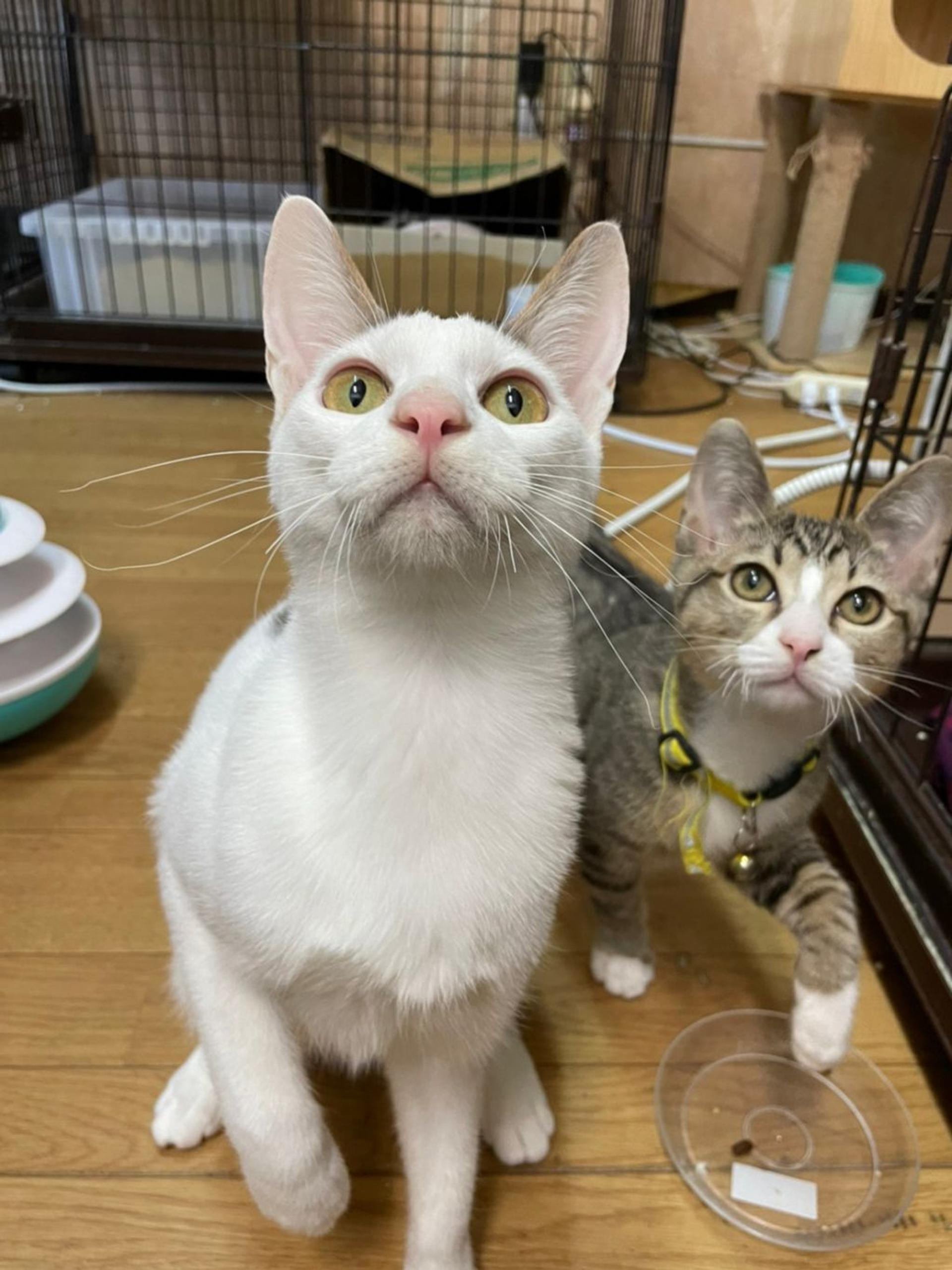 pet-image-3
