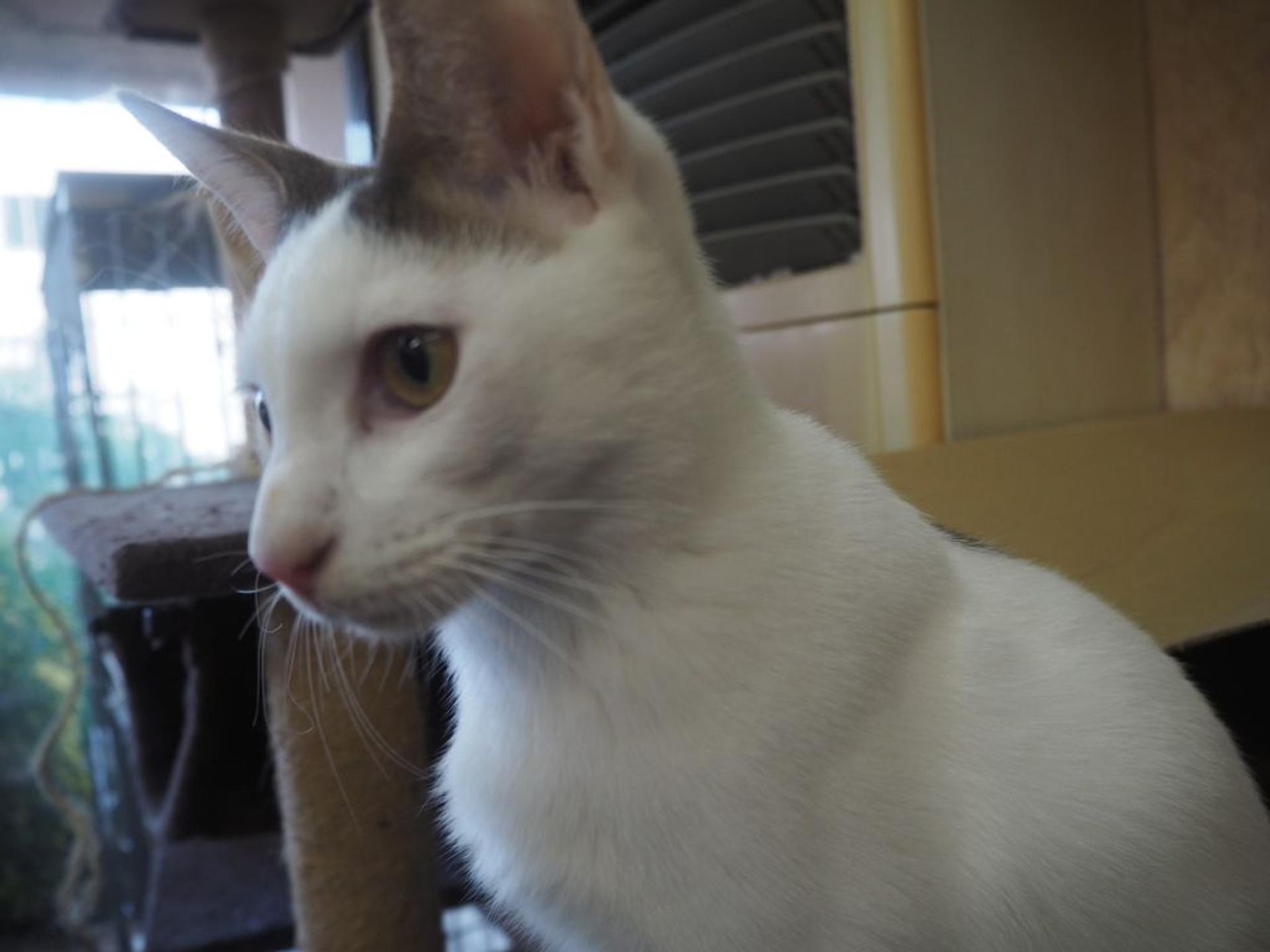 pet-image-4