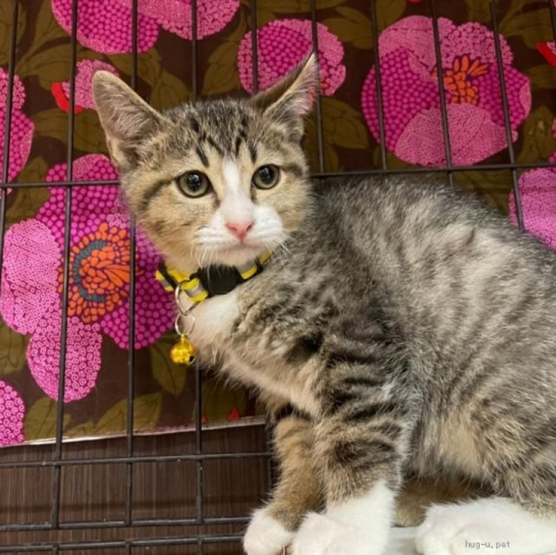 雑種（ミックス猫）・オスの里親募集の写真