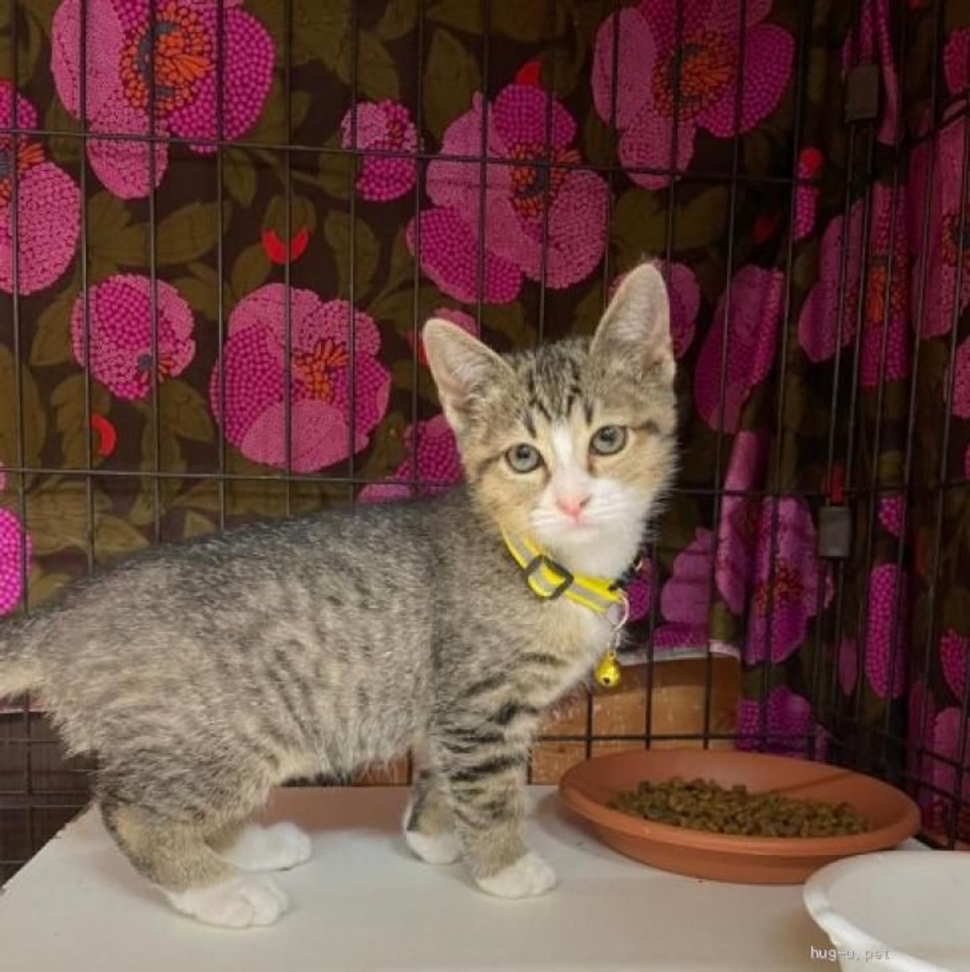 pet-image-3