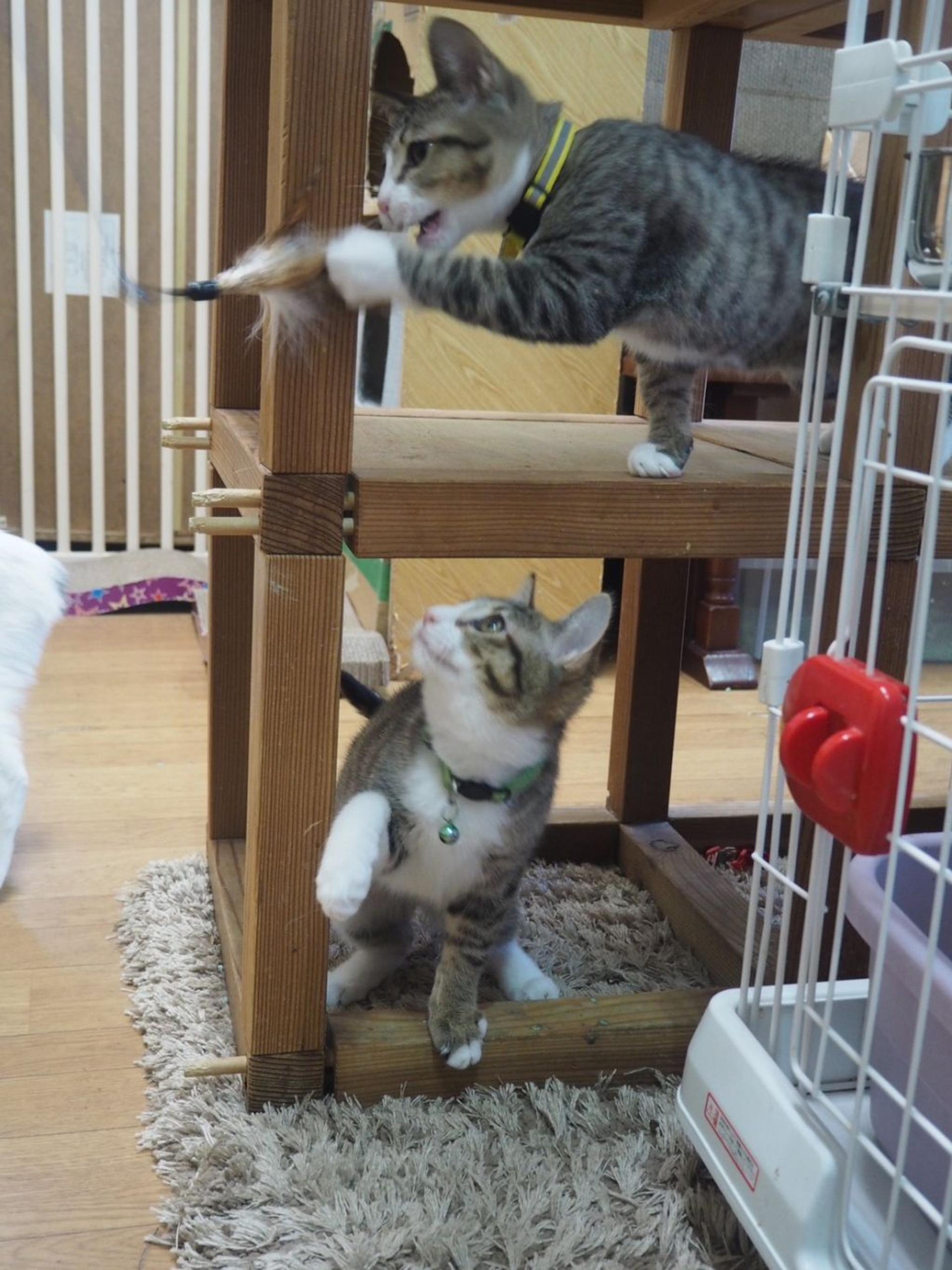 pet-image-4