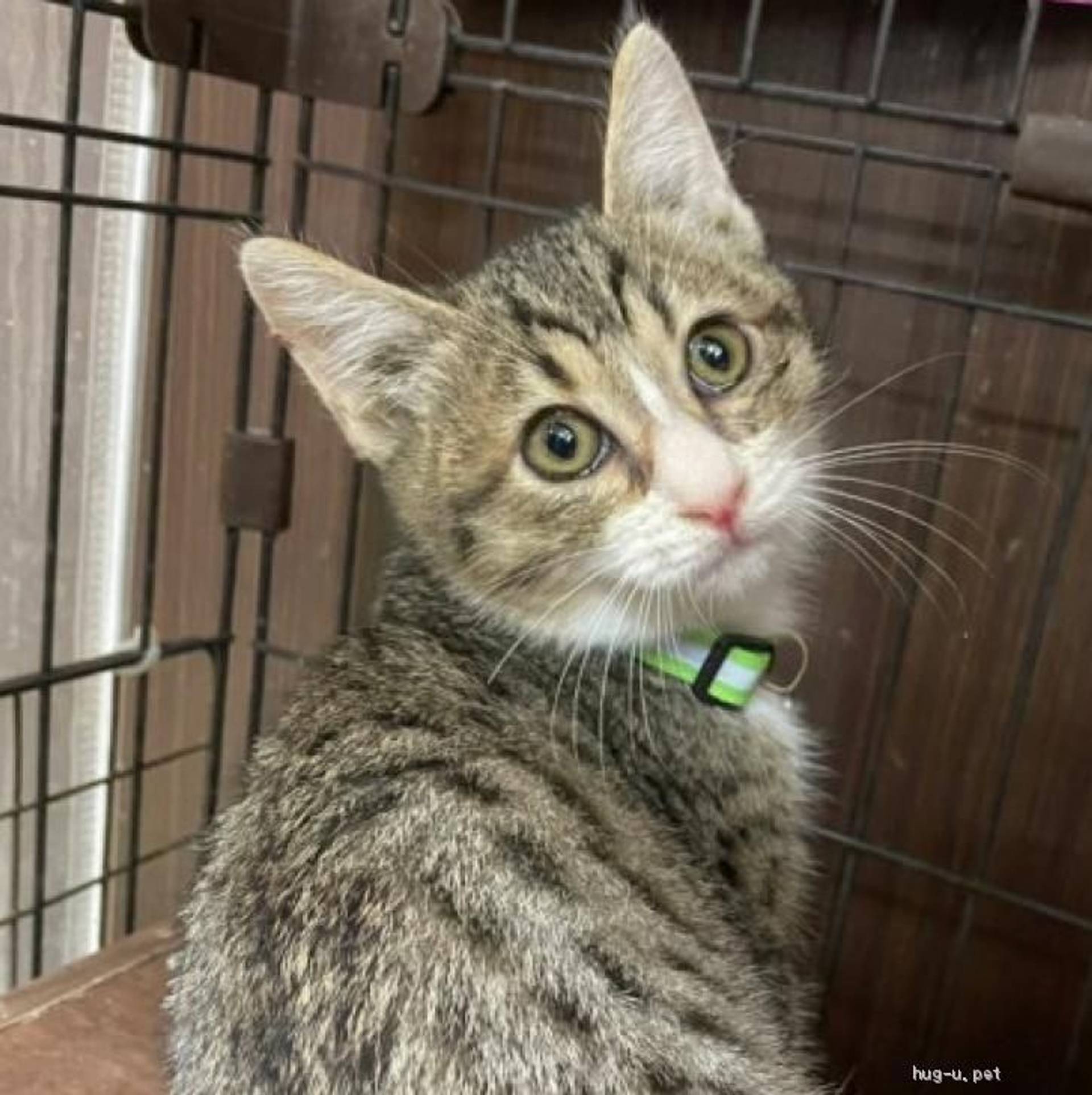雑種（ミックス猫）・オスの里親募集の写真
