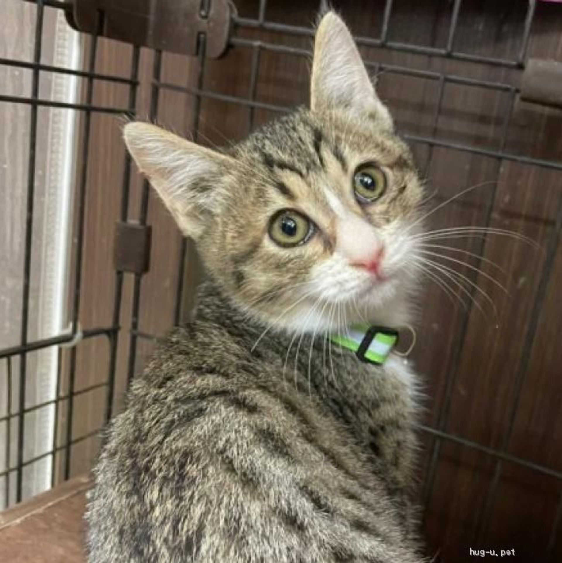 雑種（ミックス猫）・オスの里親募集の写真