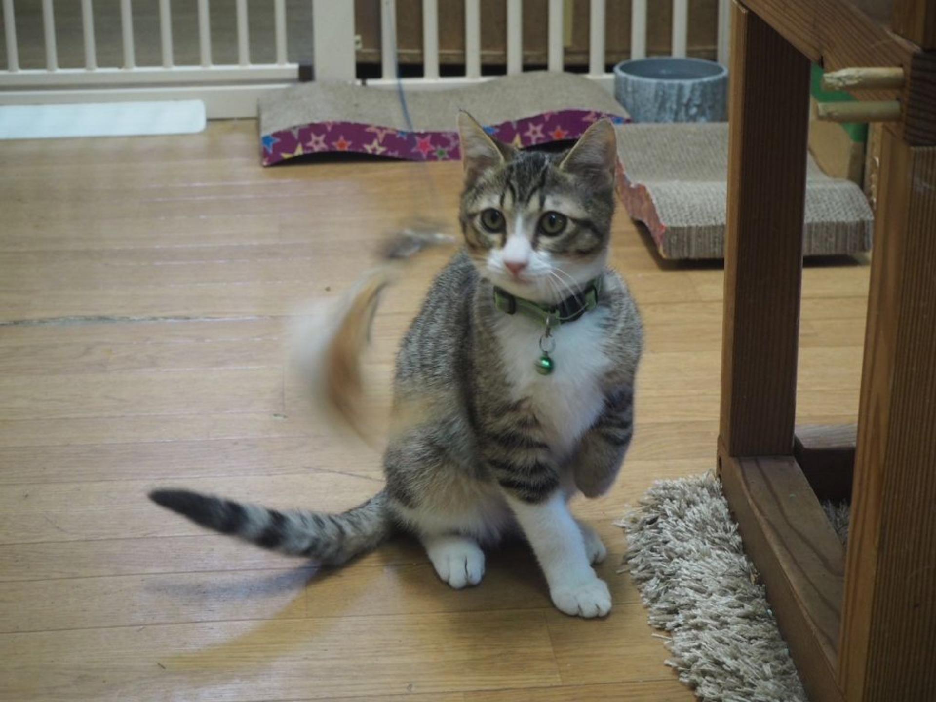 pet-image-2