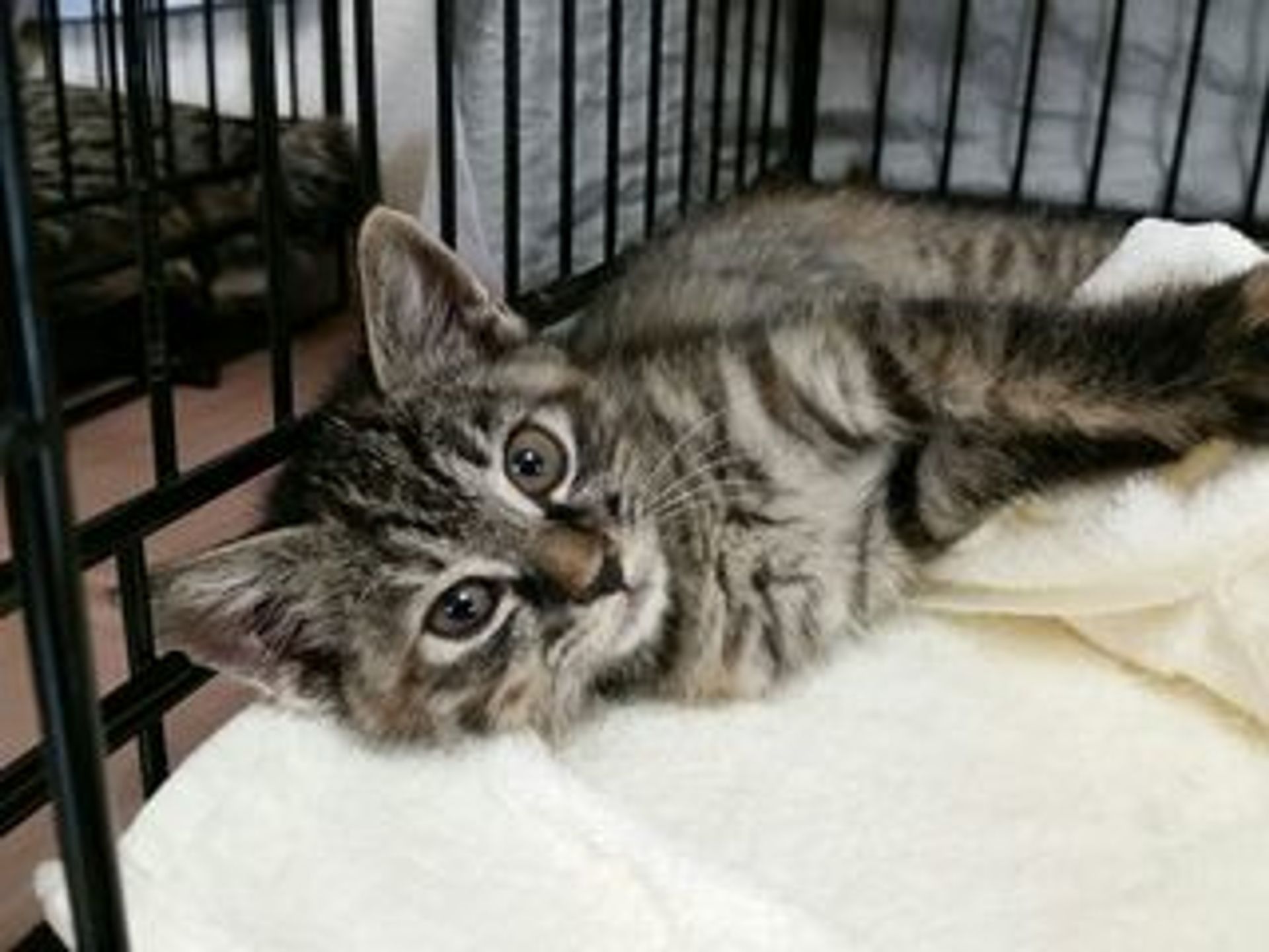 雑種（ミックス猫）・メスの里親募集の写真