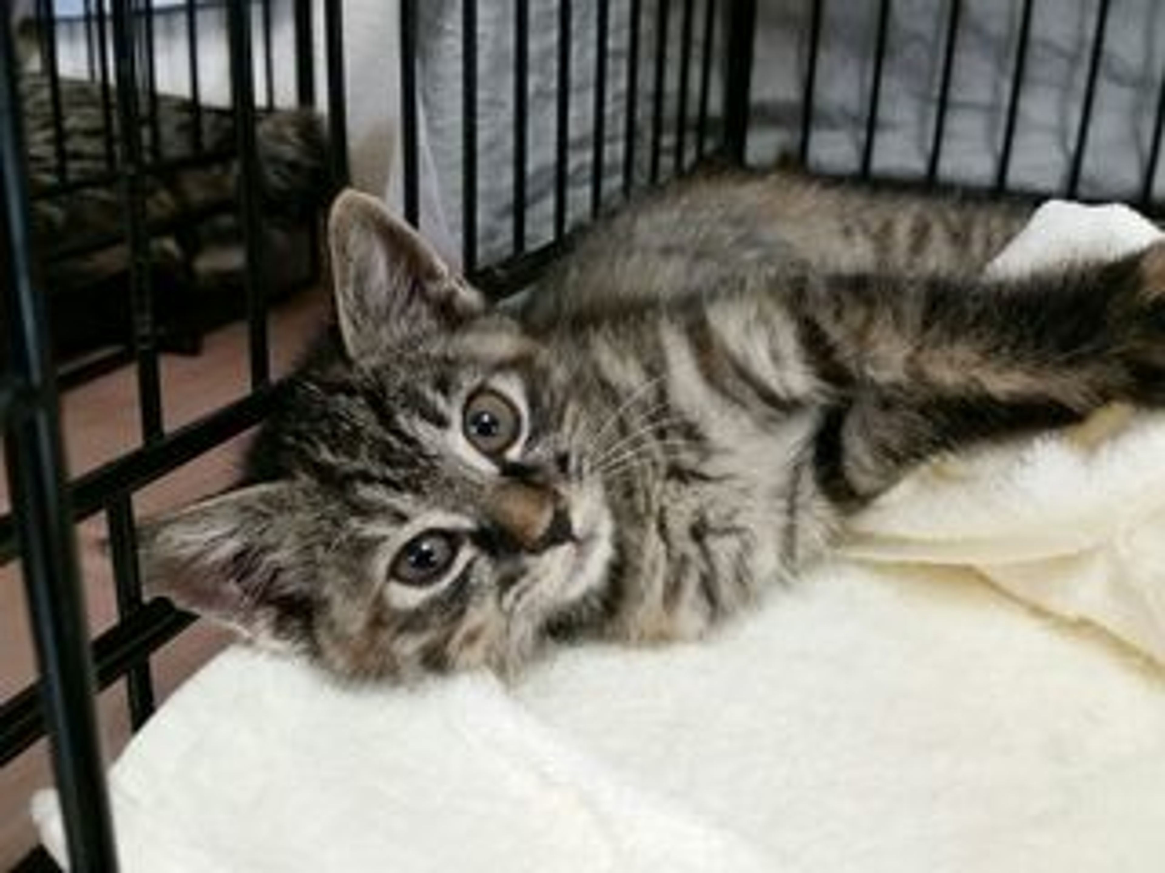 雑種（ミックス猫）・メスの里親募集の写真