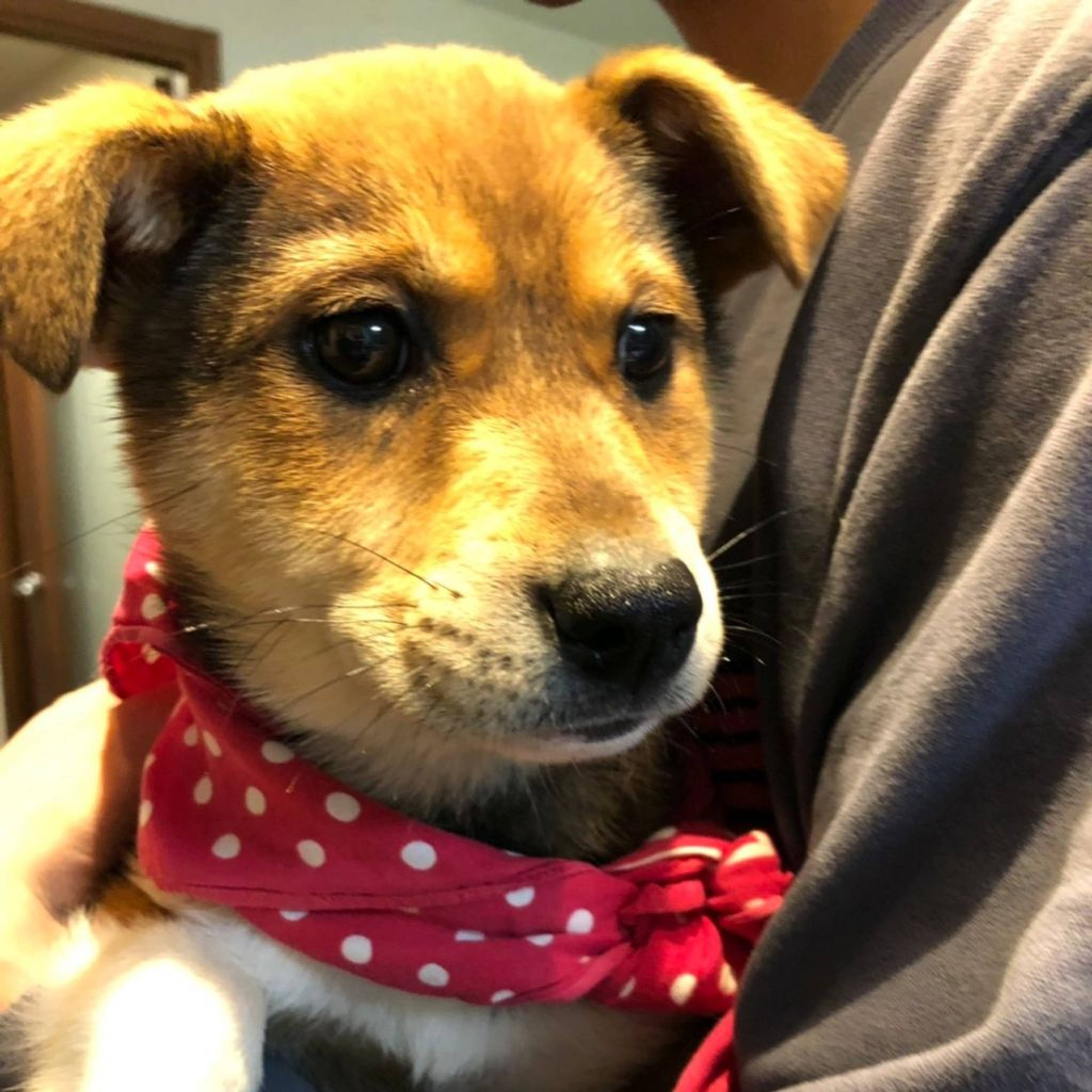 雑種（ミックス犬）・メスの里親募集の写真