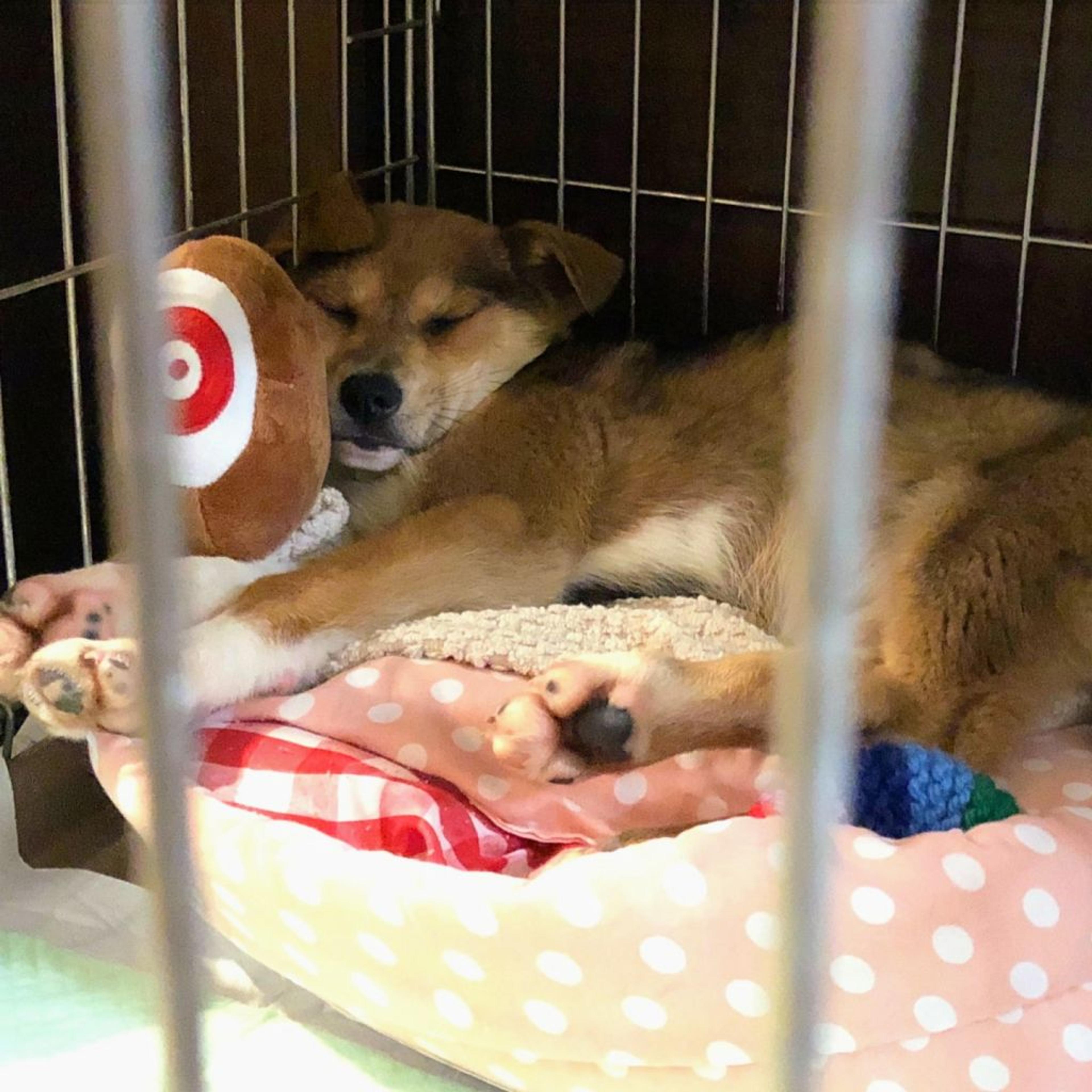 pet-image-2